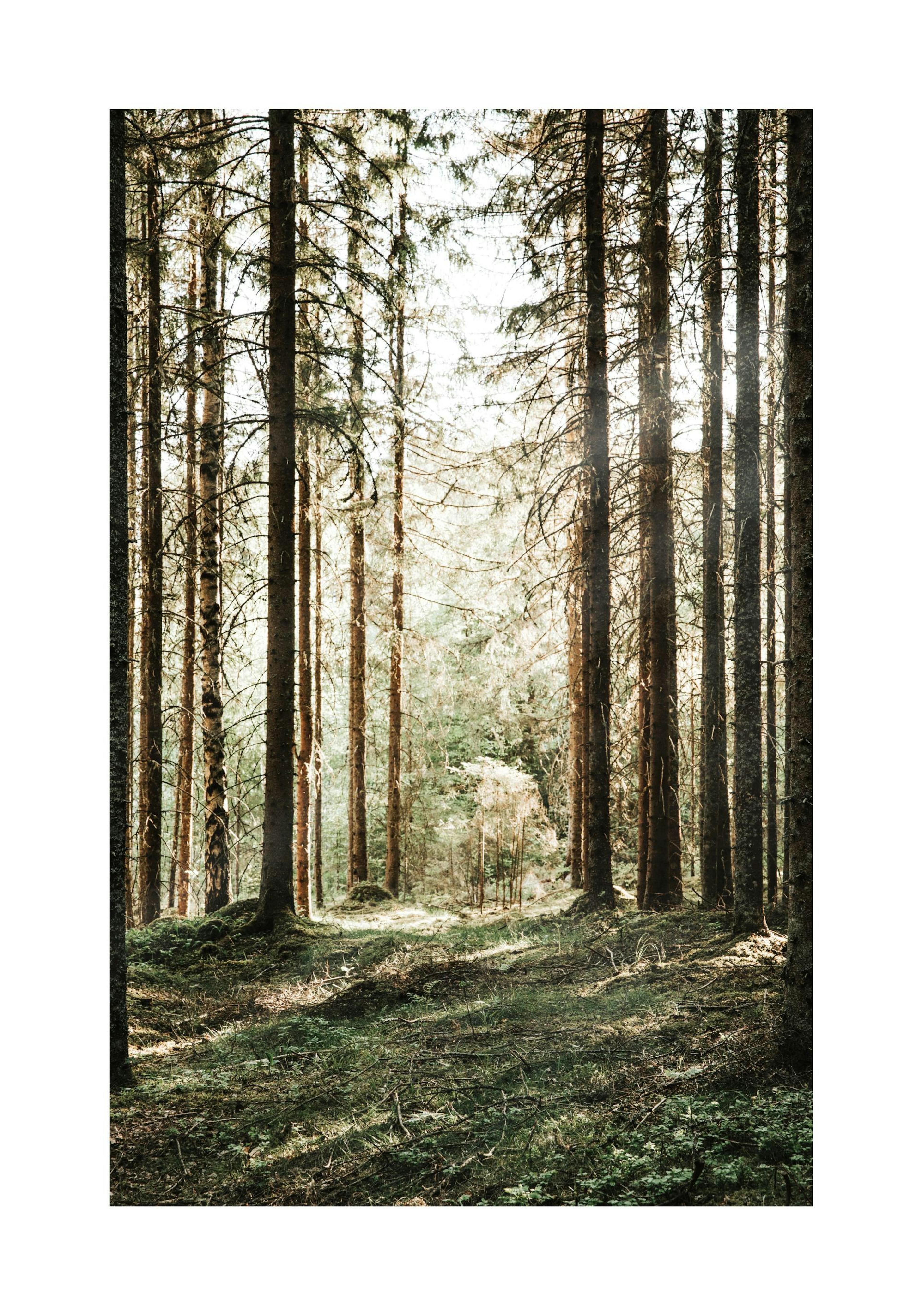 Forest Grove Print