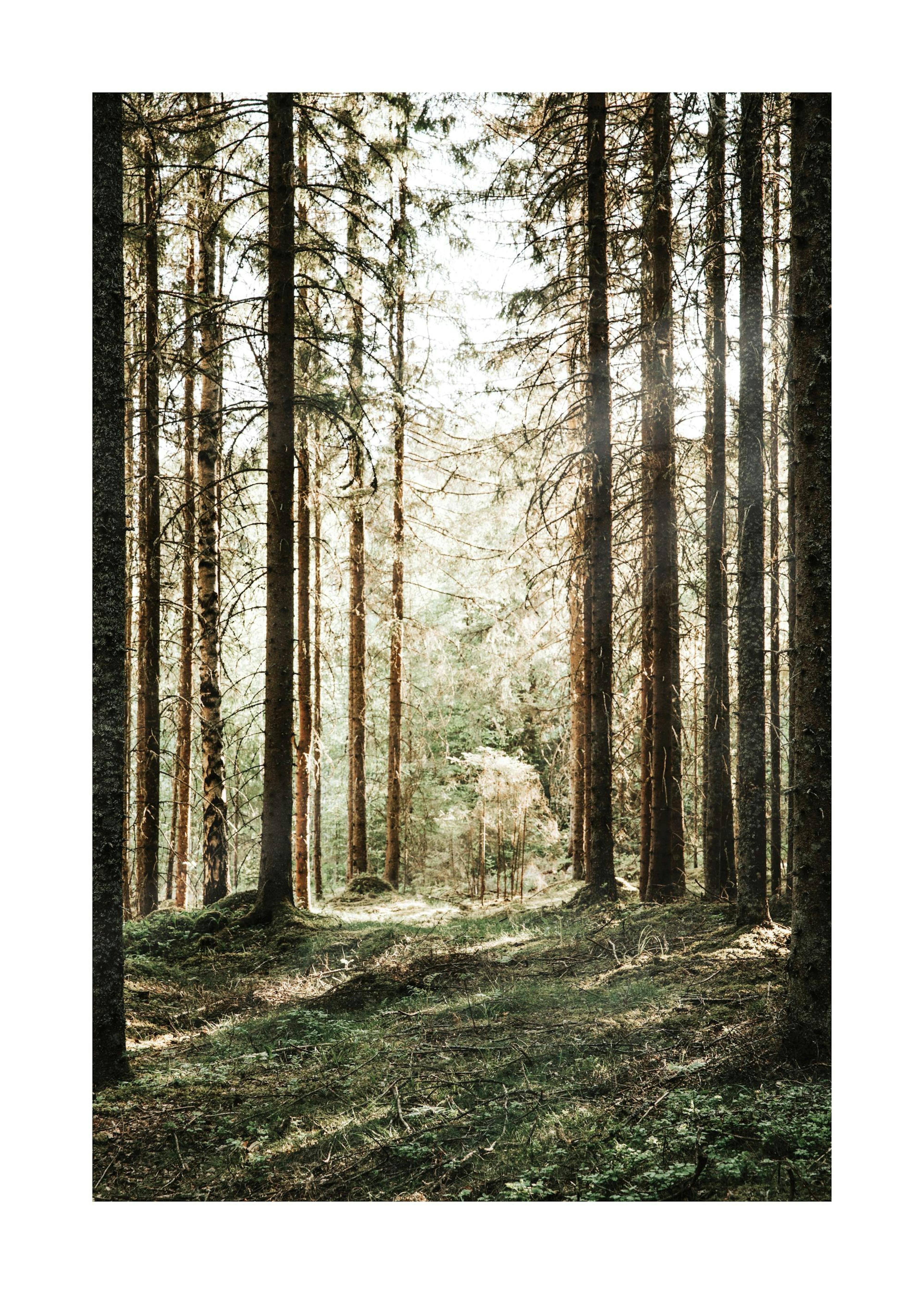 Forest Grove Affiche 0