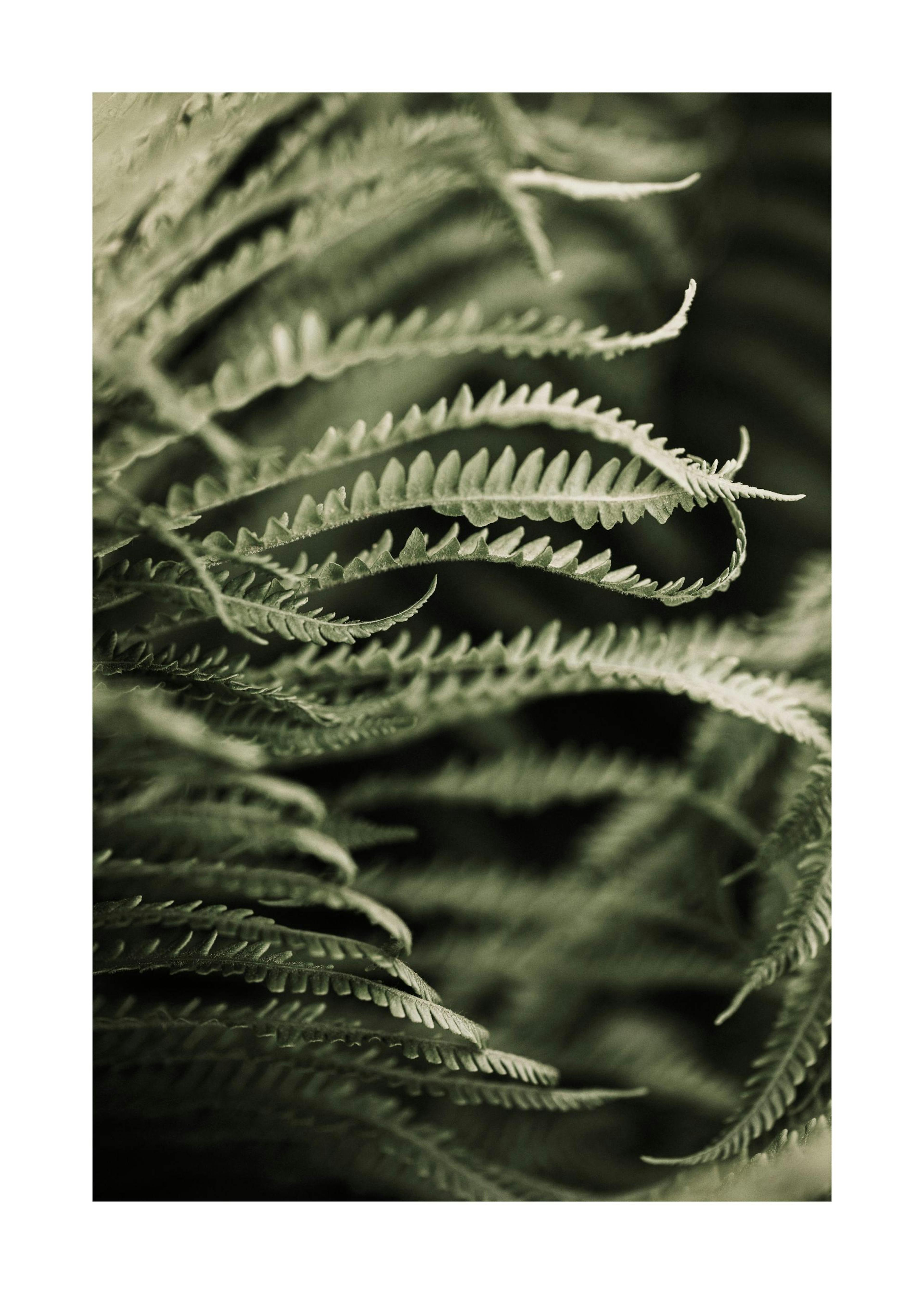 Fern Close Up Print 0