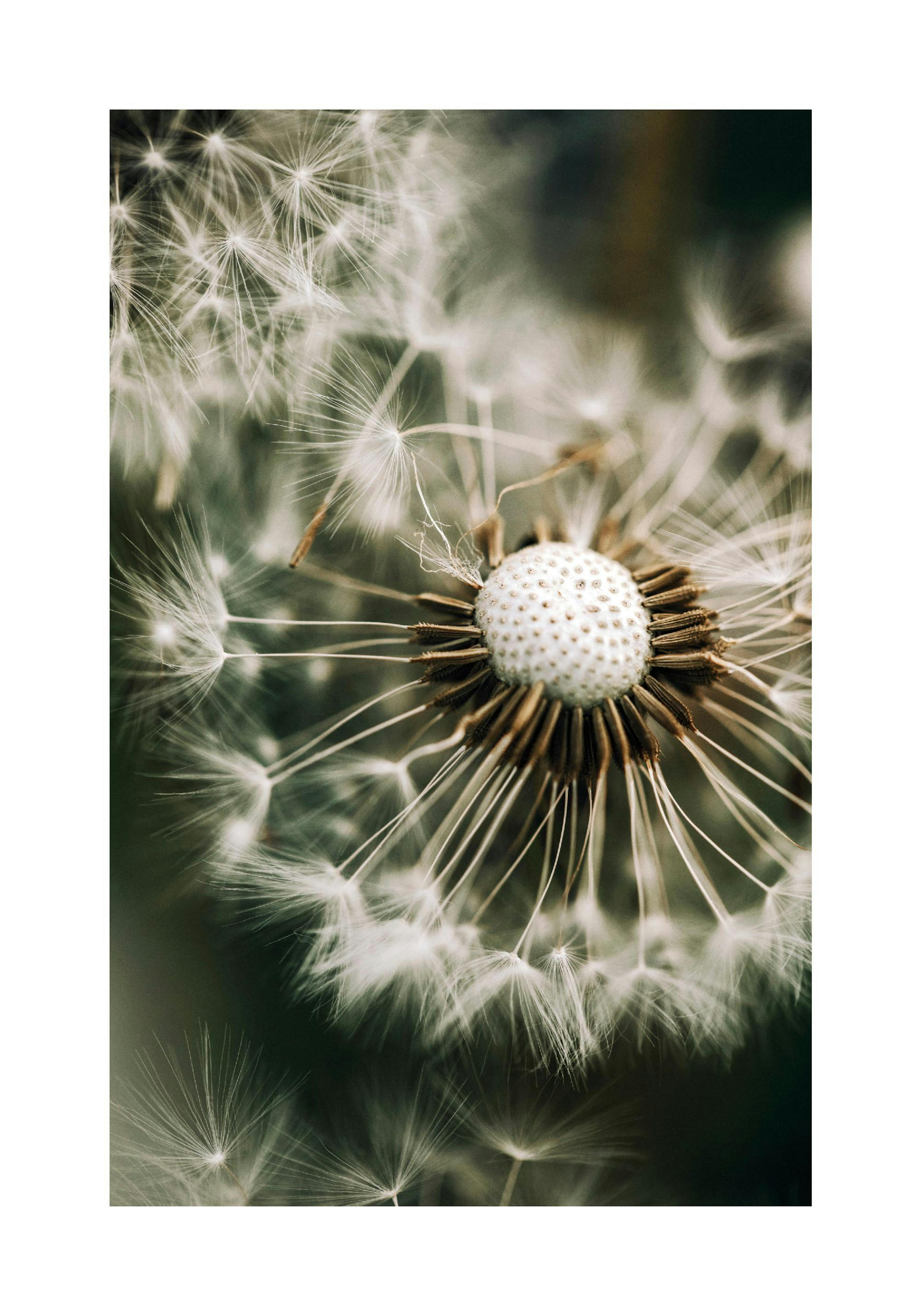 Dandelion in Green Poster