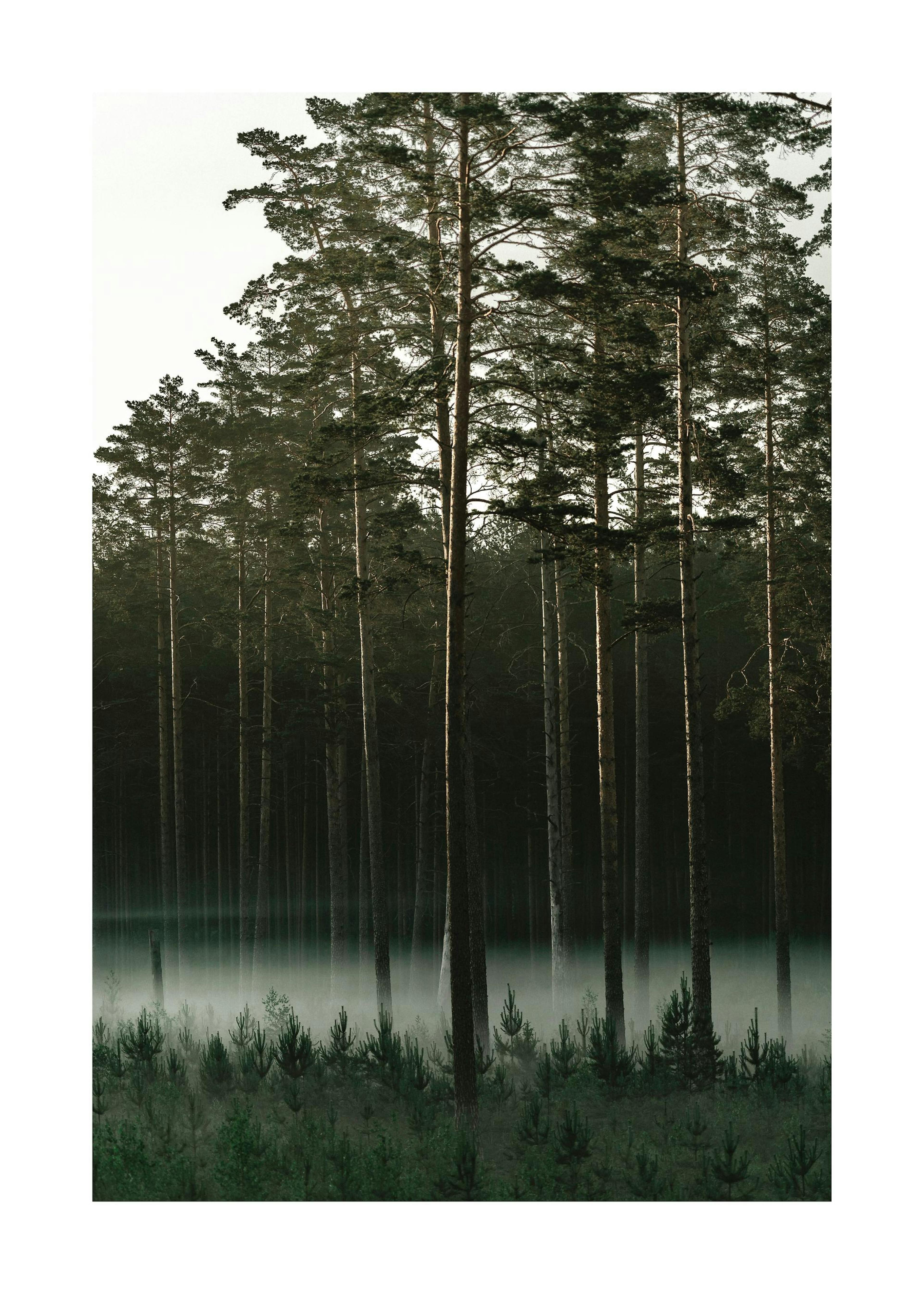 Misty Forest Print 0