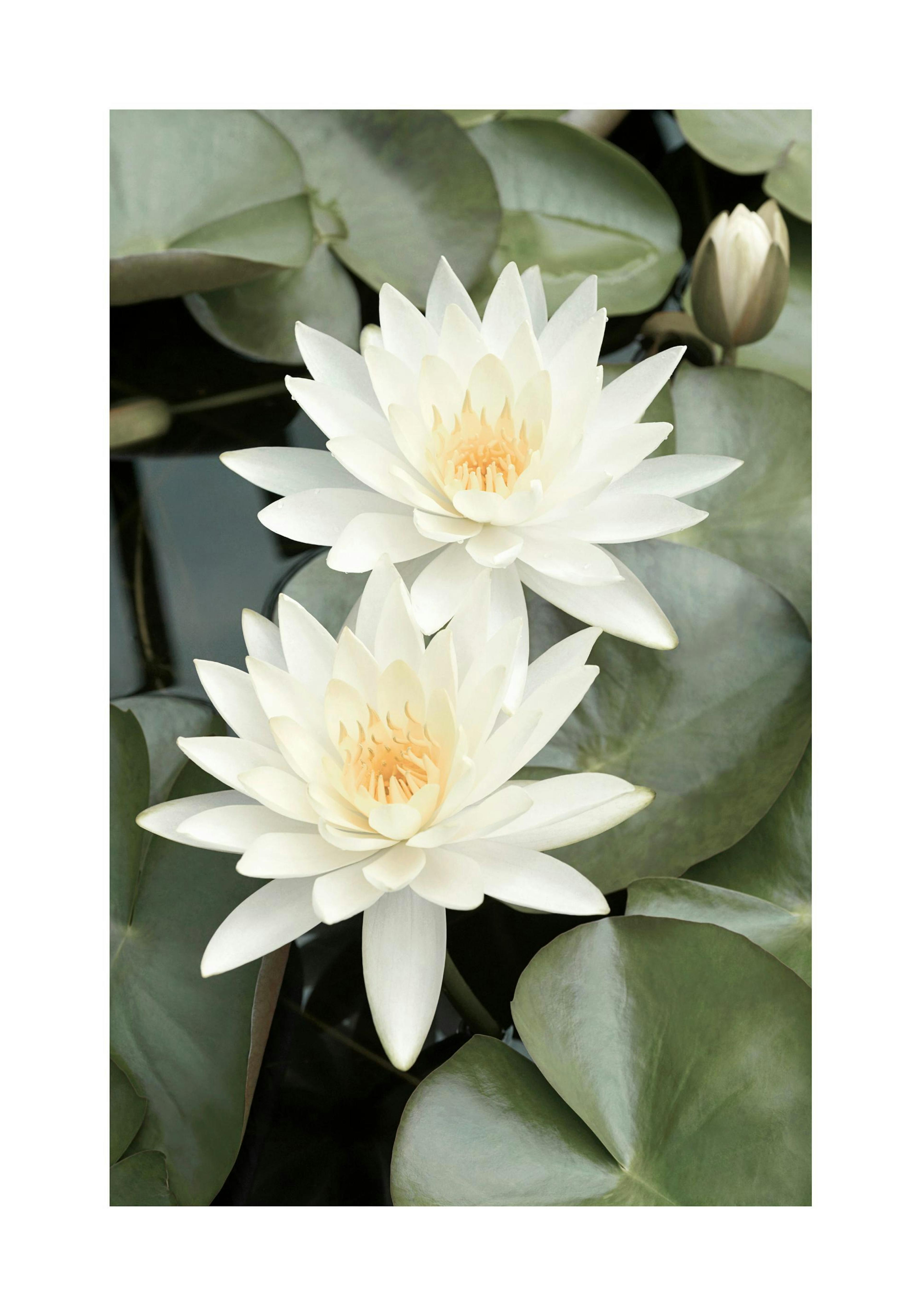 White Lotus Flowers 포스터
