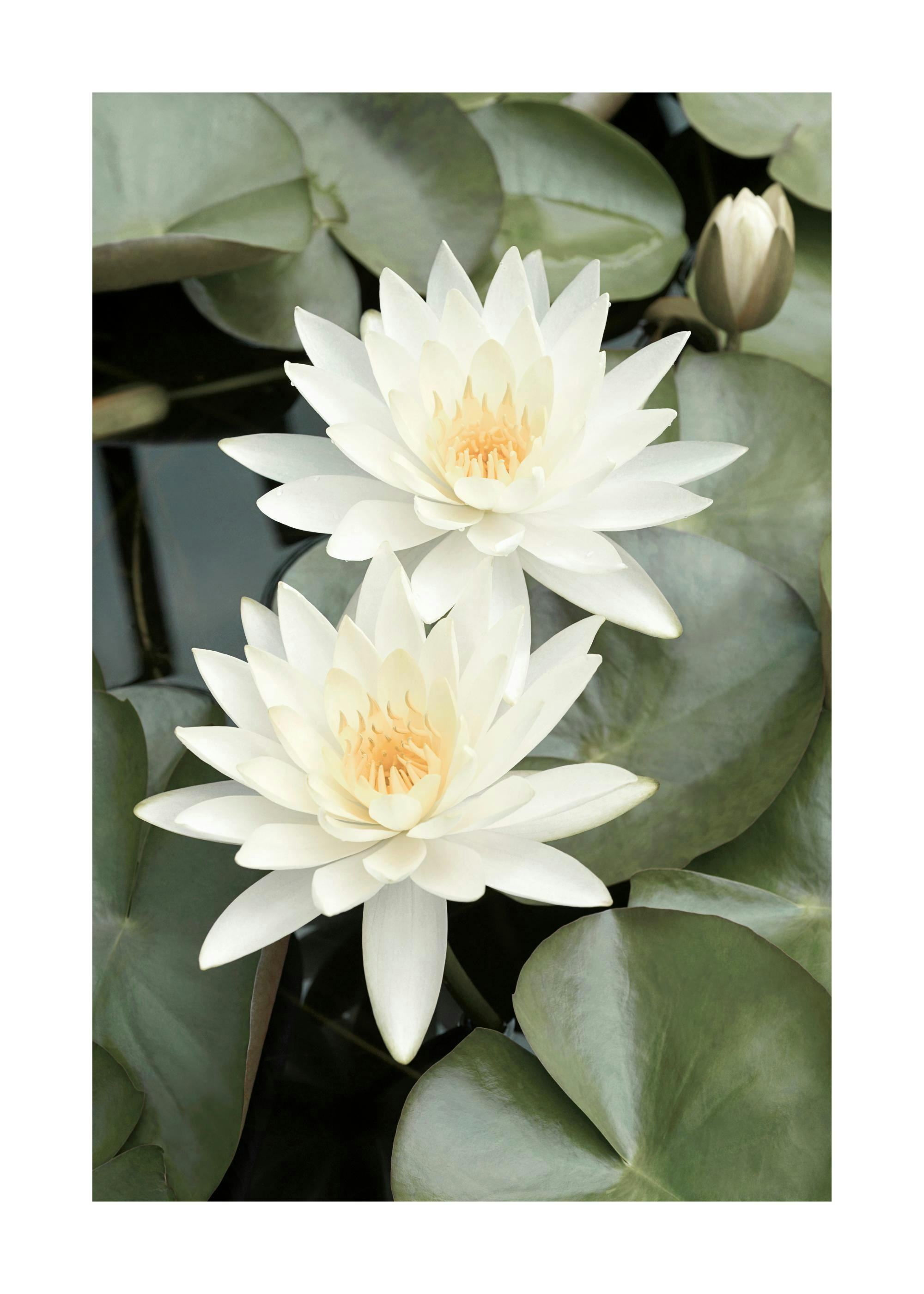 White Lotus Flowers Affiche 0