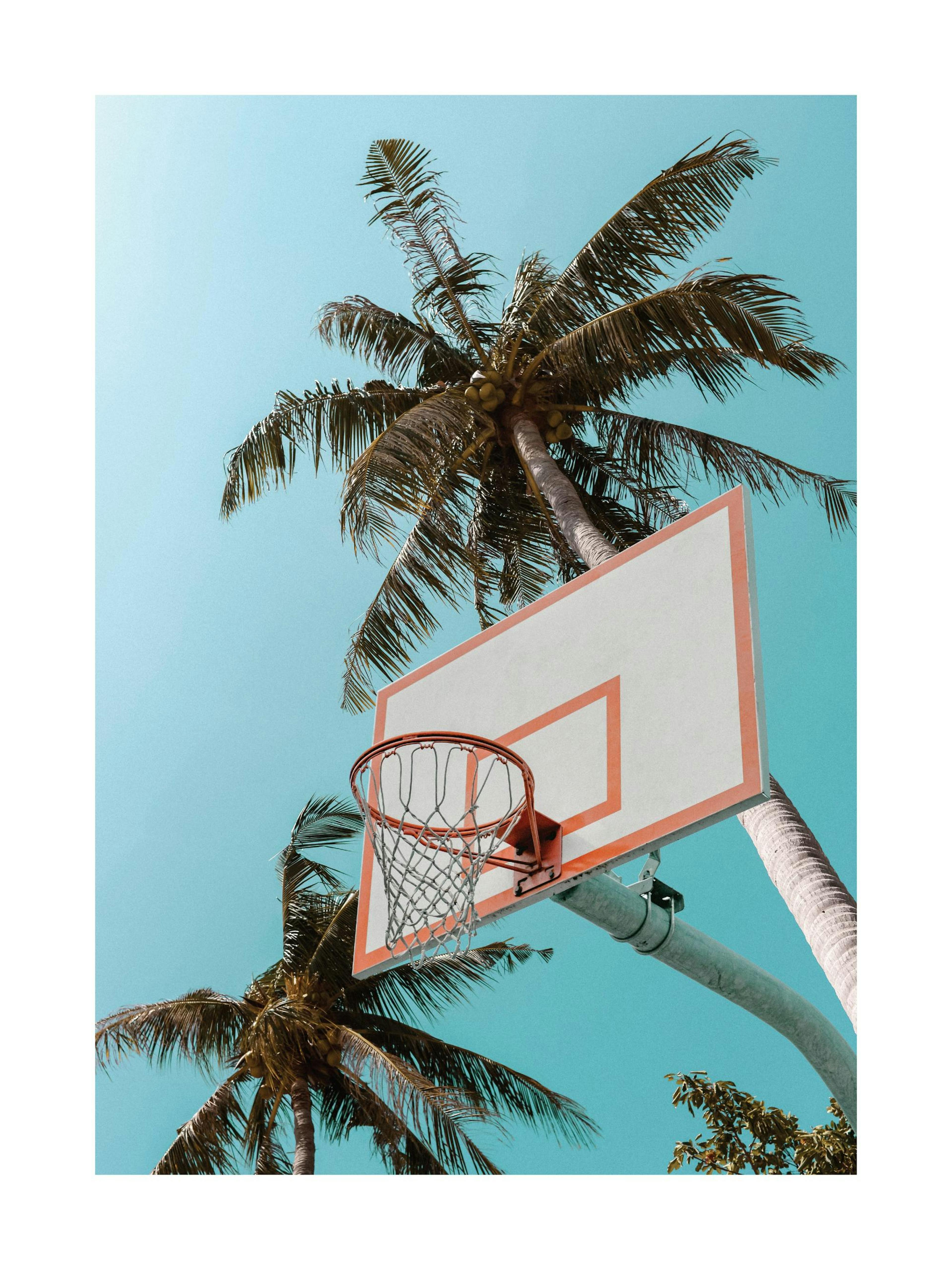 Basketball Palms Poster