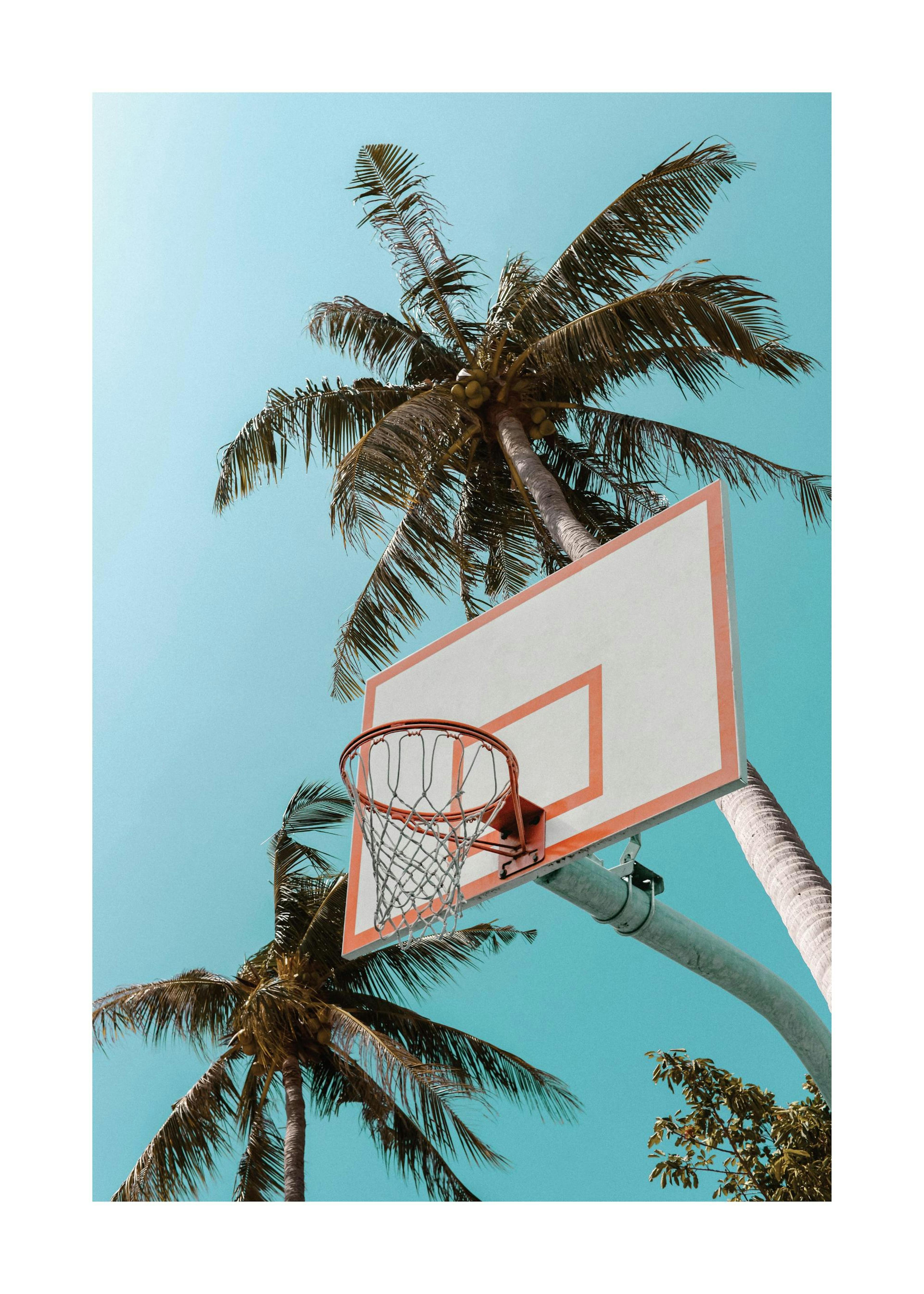 Basketball Palms Print 0