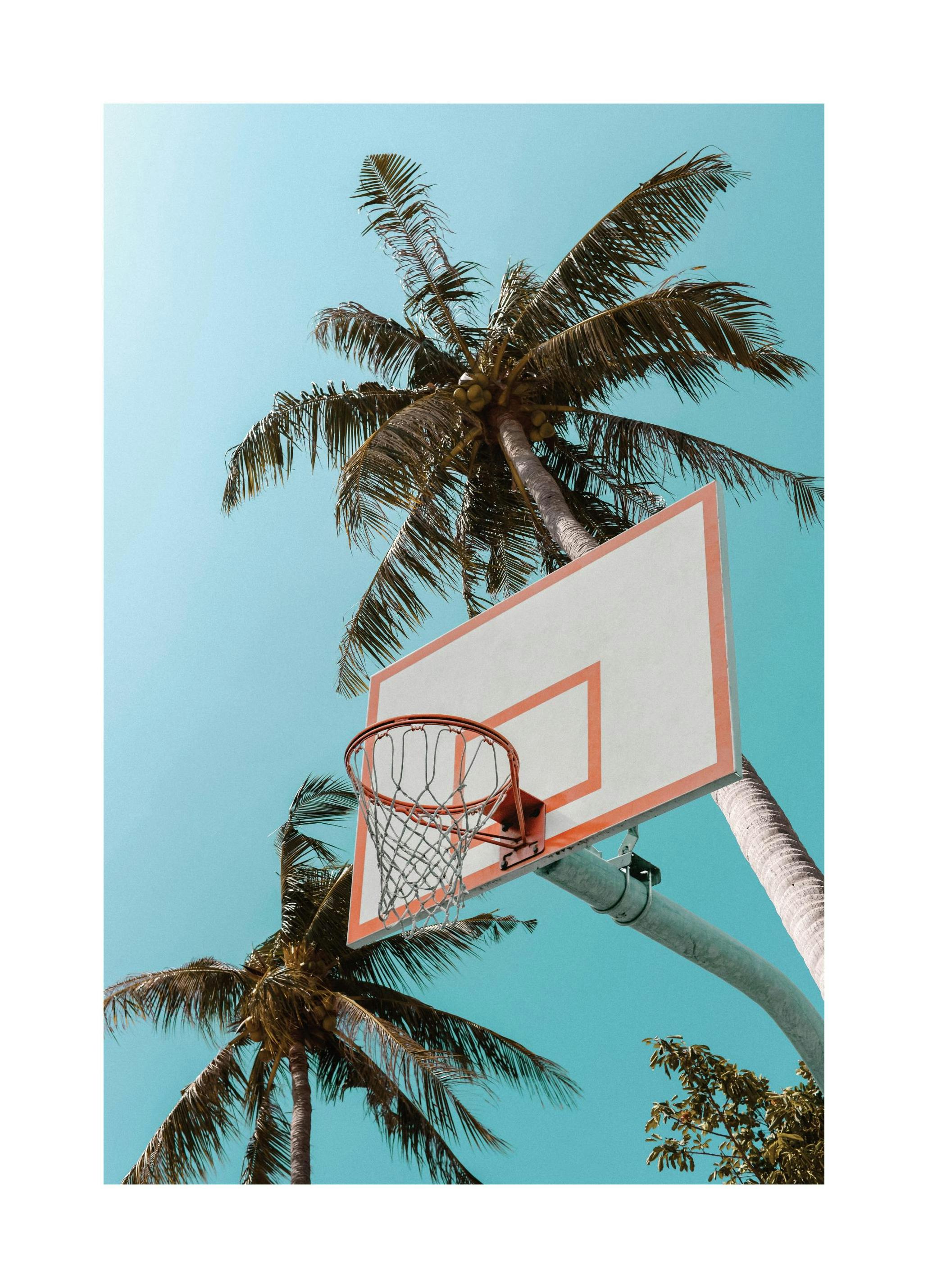 Basketball Palms Poster (50x70 cm)- Poster di sport e stampe
