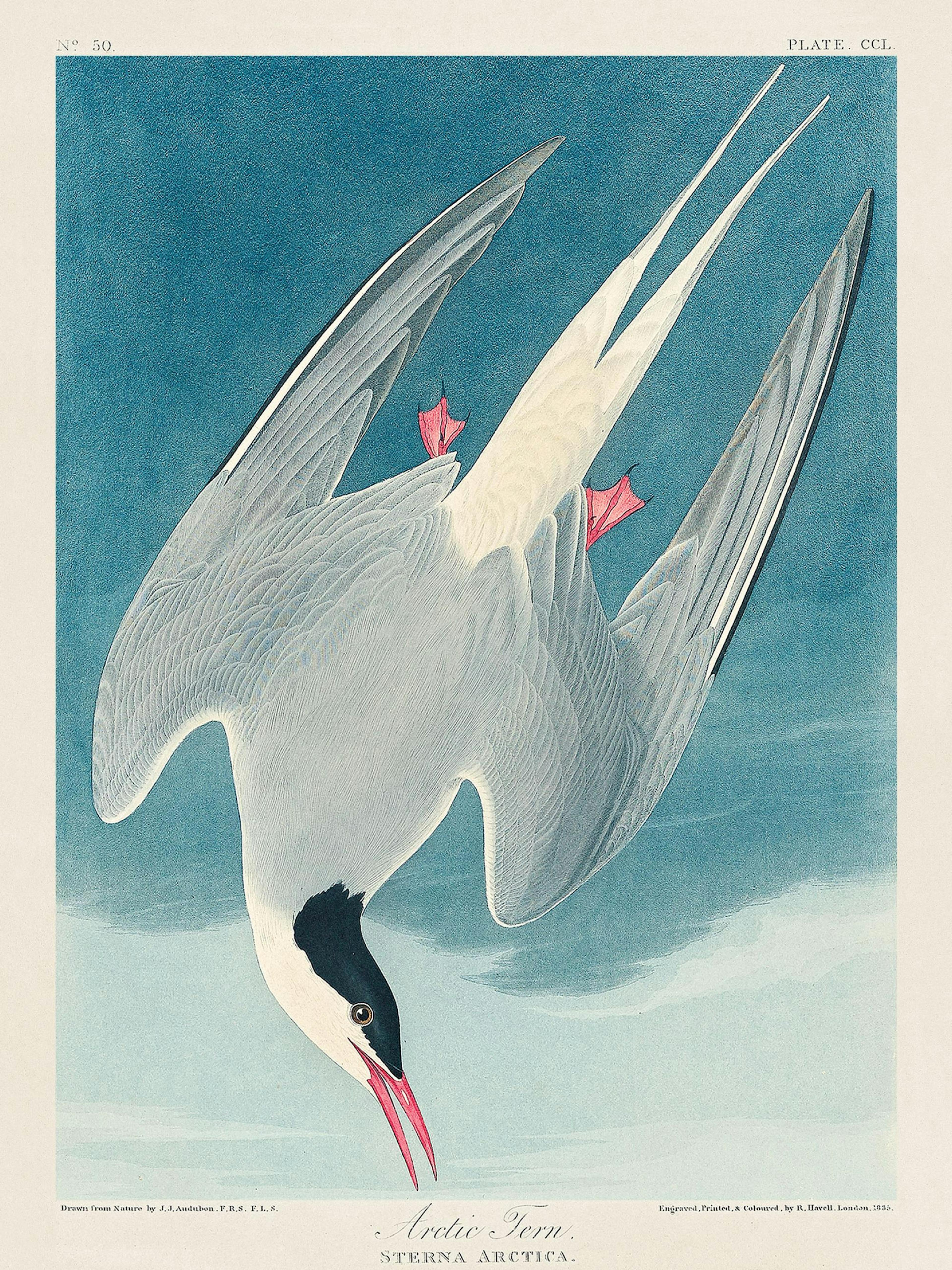 Audubon - Arctic Tern from Birds of America Plakát