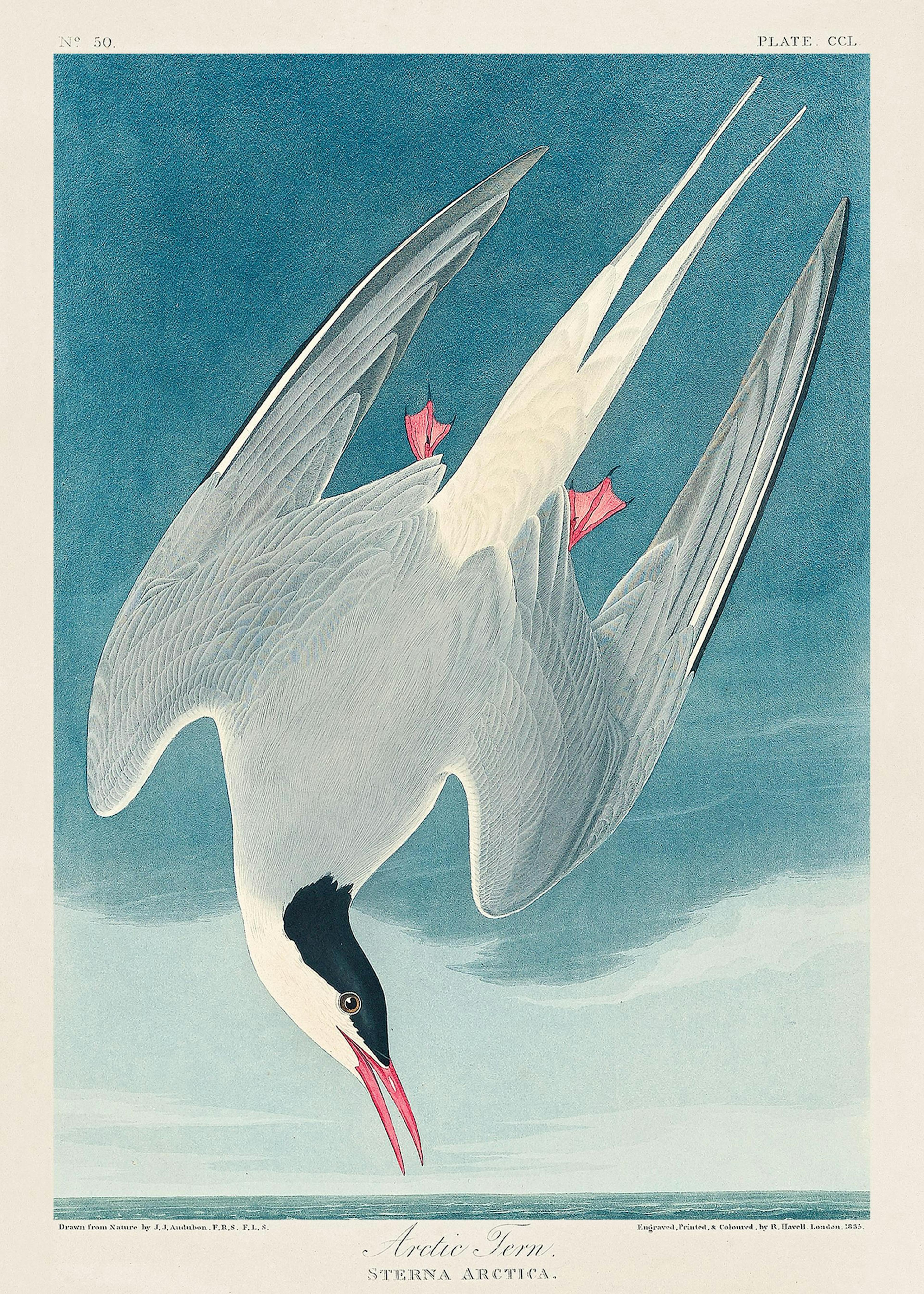 Audubon - Arctic Tern from Birds of America Poster 0