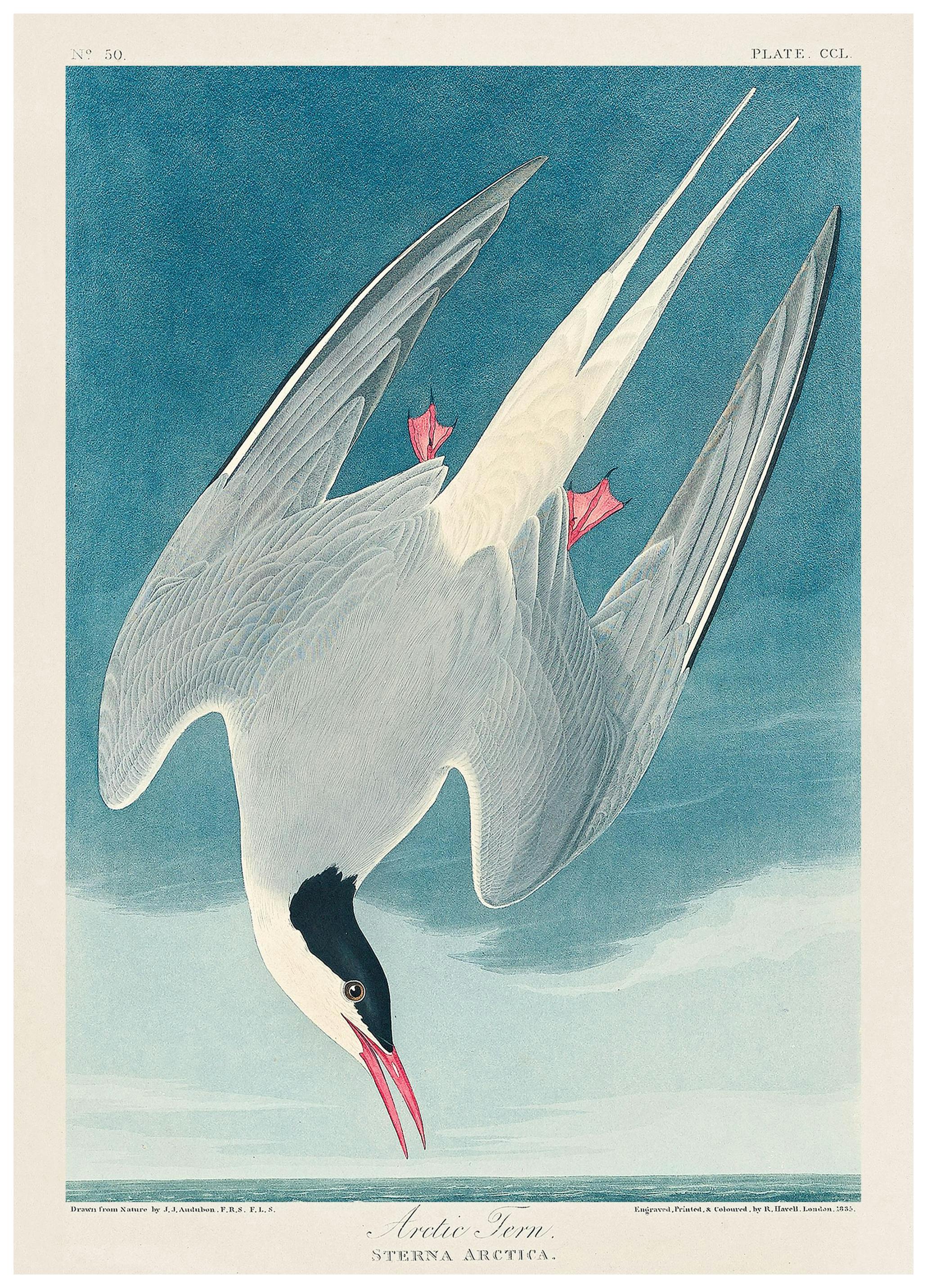 Prints - Audubon - Arctic Tern from Birds of America Print (50x70 cm) - Paintings by famous painters