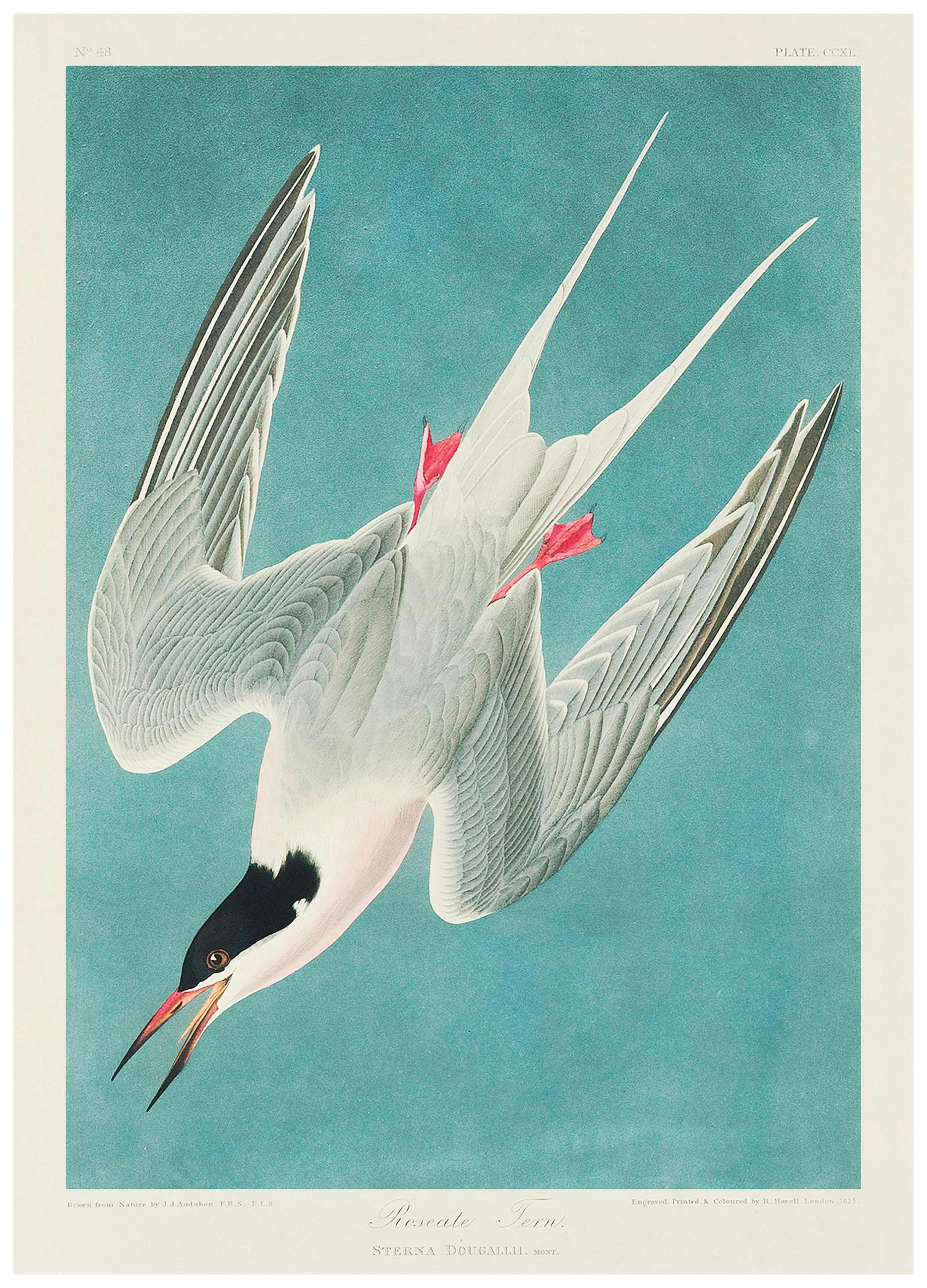 Audubon - Roseate Tern from Birds of America Plakat (30x40 cm) - Plakater > Malerier fra kjente kunstnere