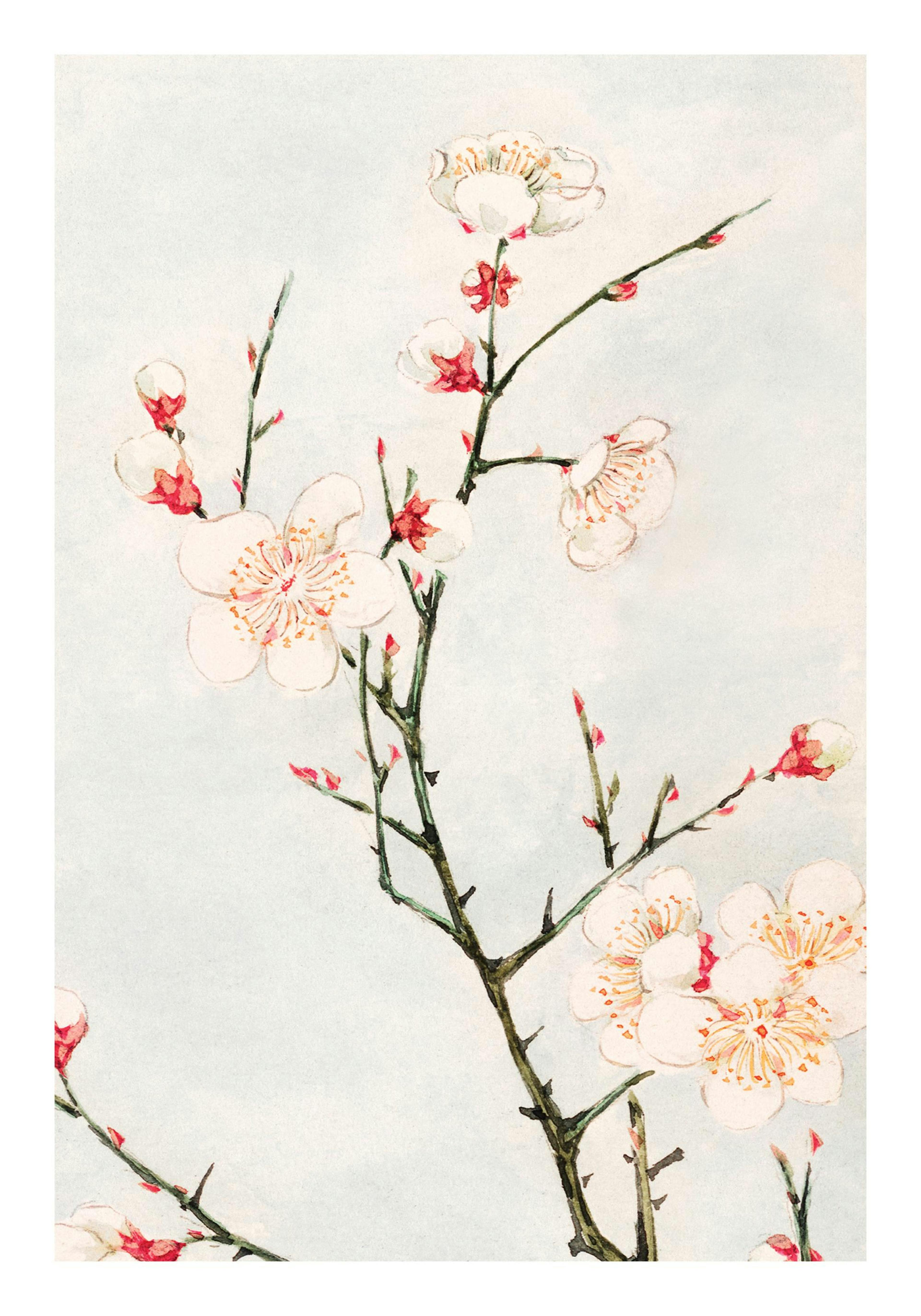 Megata Morikaga - Plum Branches with Blossoms Plakat