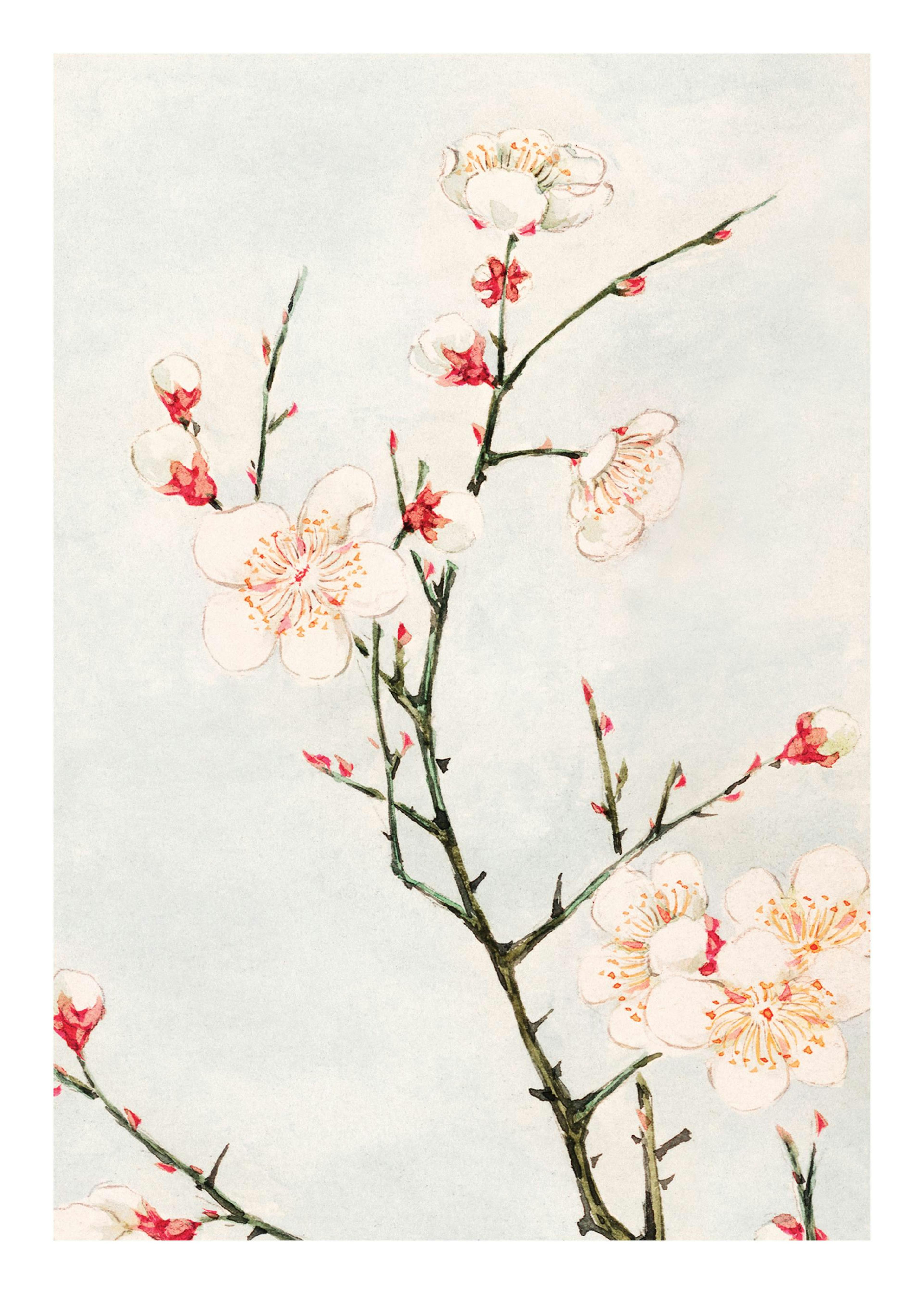 Megata Morikaga - Plum Branches with Blossoms Poster 0
