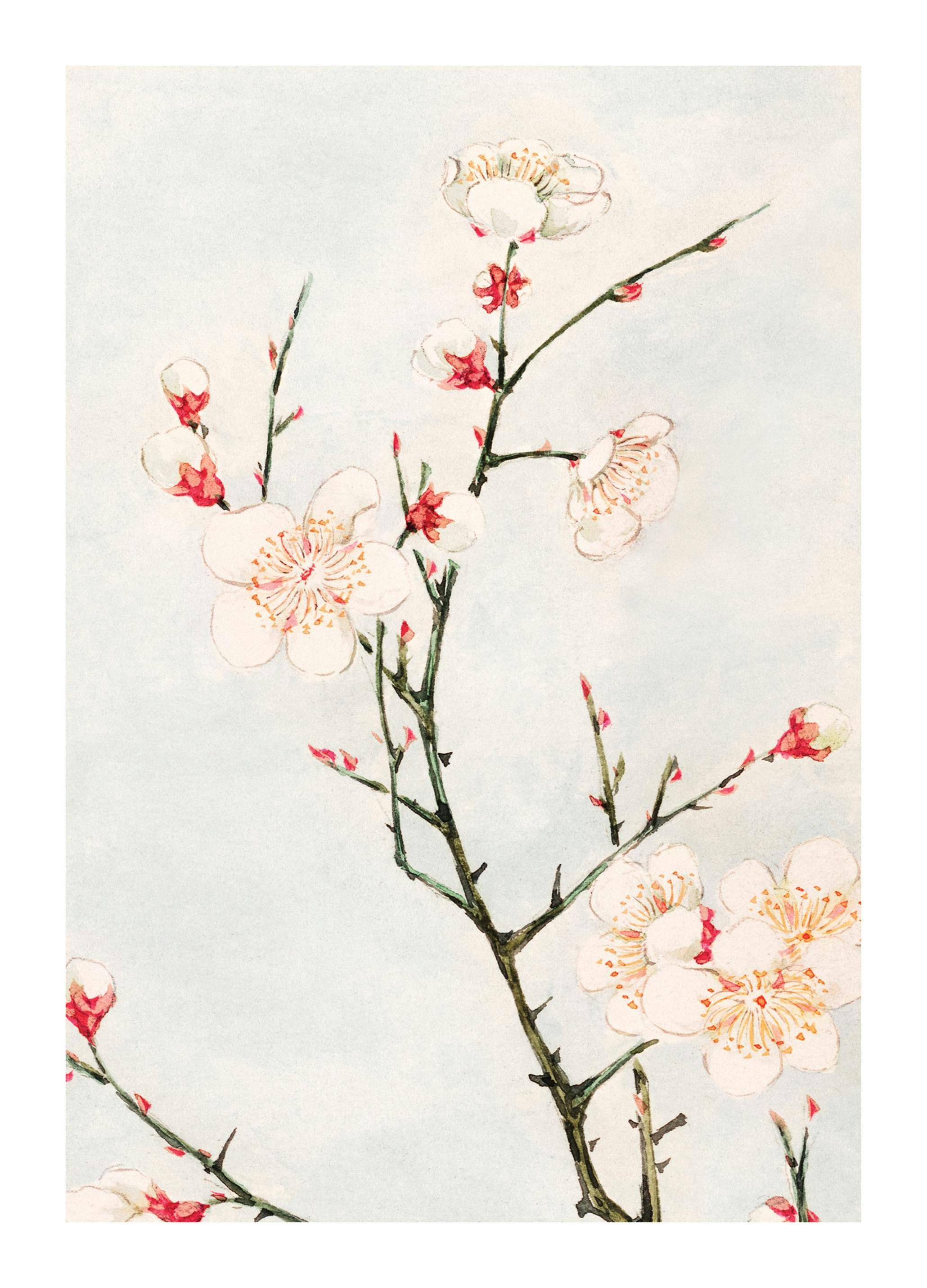Megata Morikaga - Plum Branches with Blossoms Poster (21x30 cm) - Schilderijen van beroemde schilders