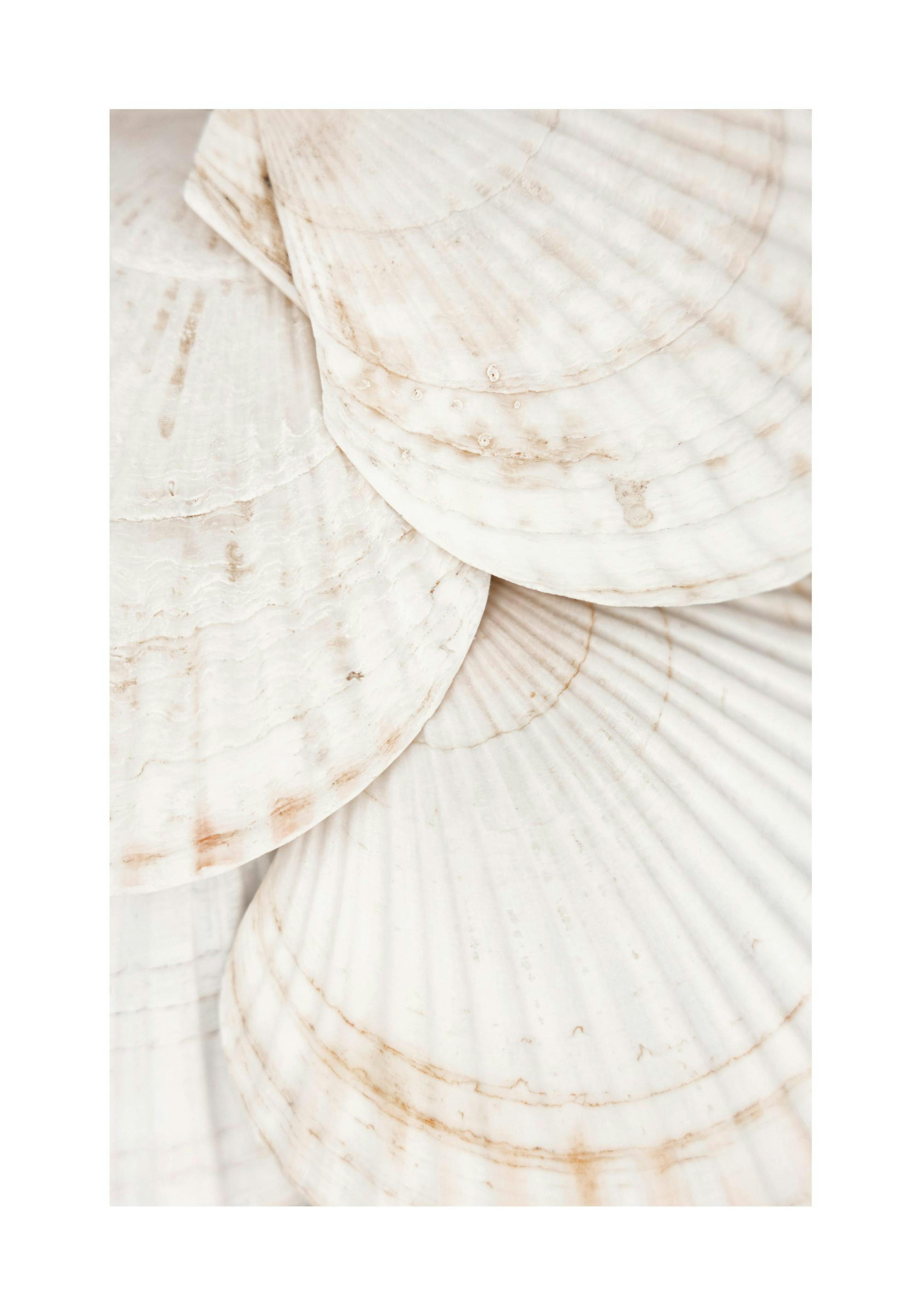 Seashells 포스터
