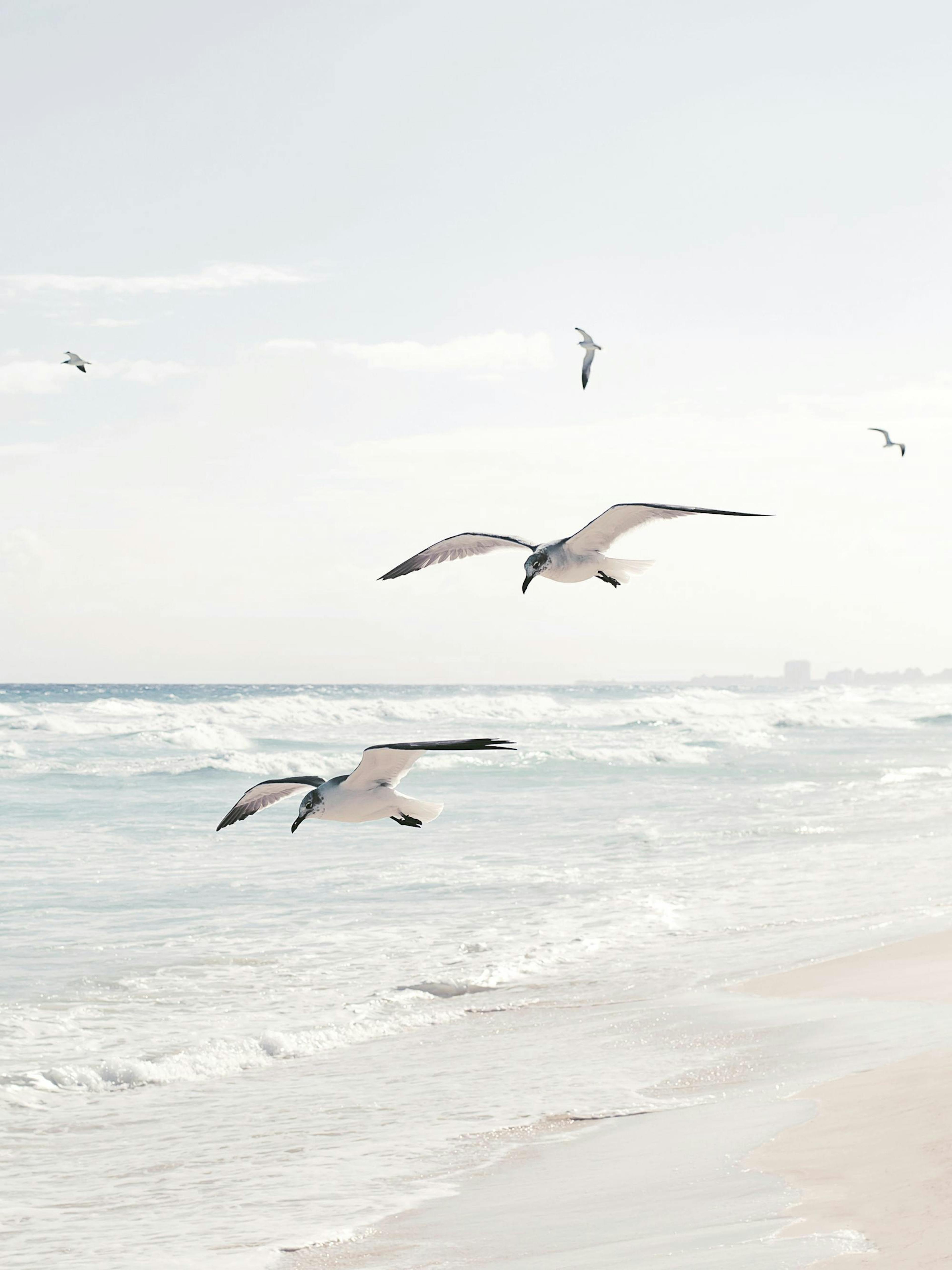 Seagulls over the Ocean Plakat
