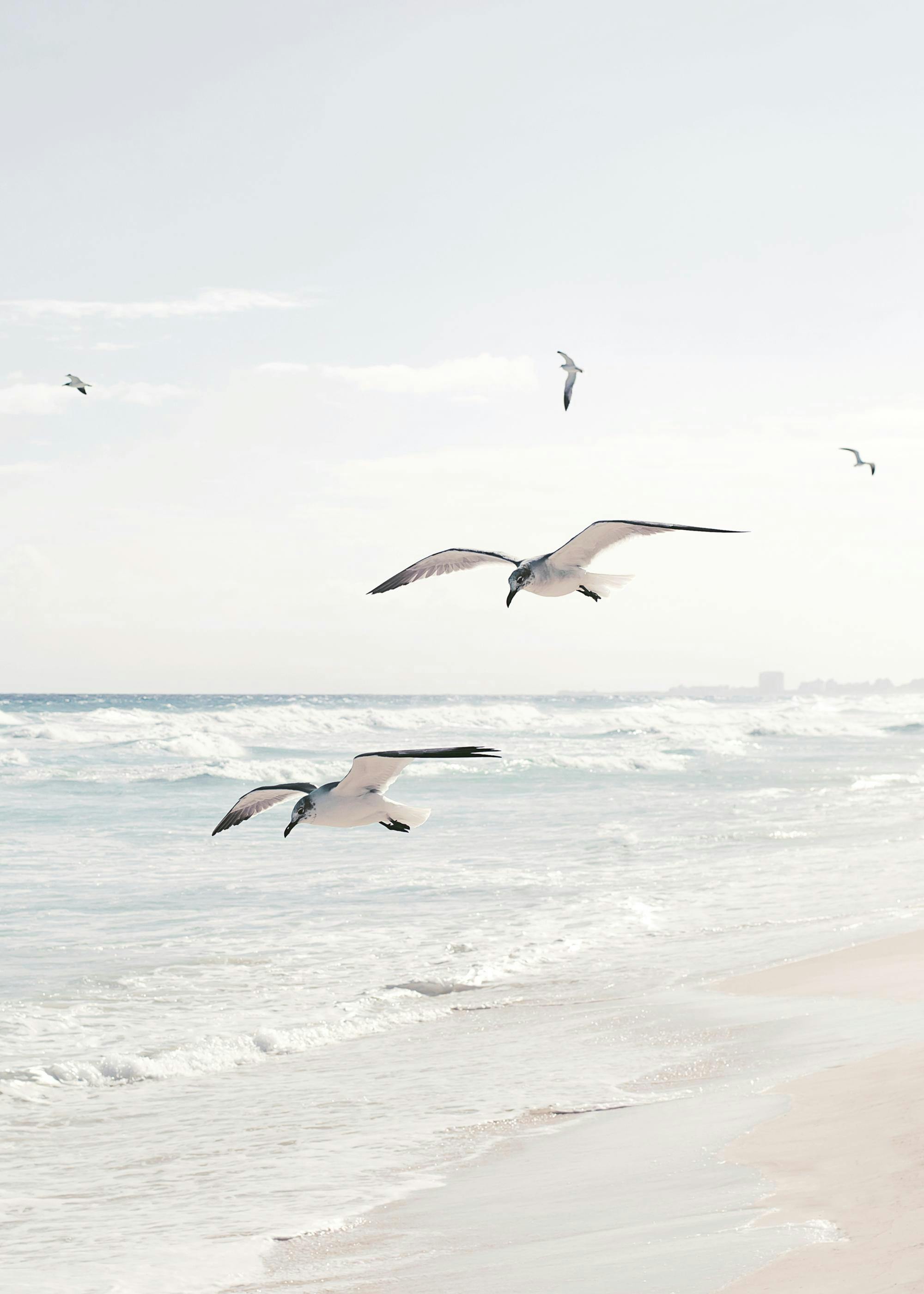 Seagulls over the Ocean Print 0