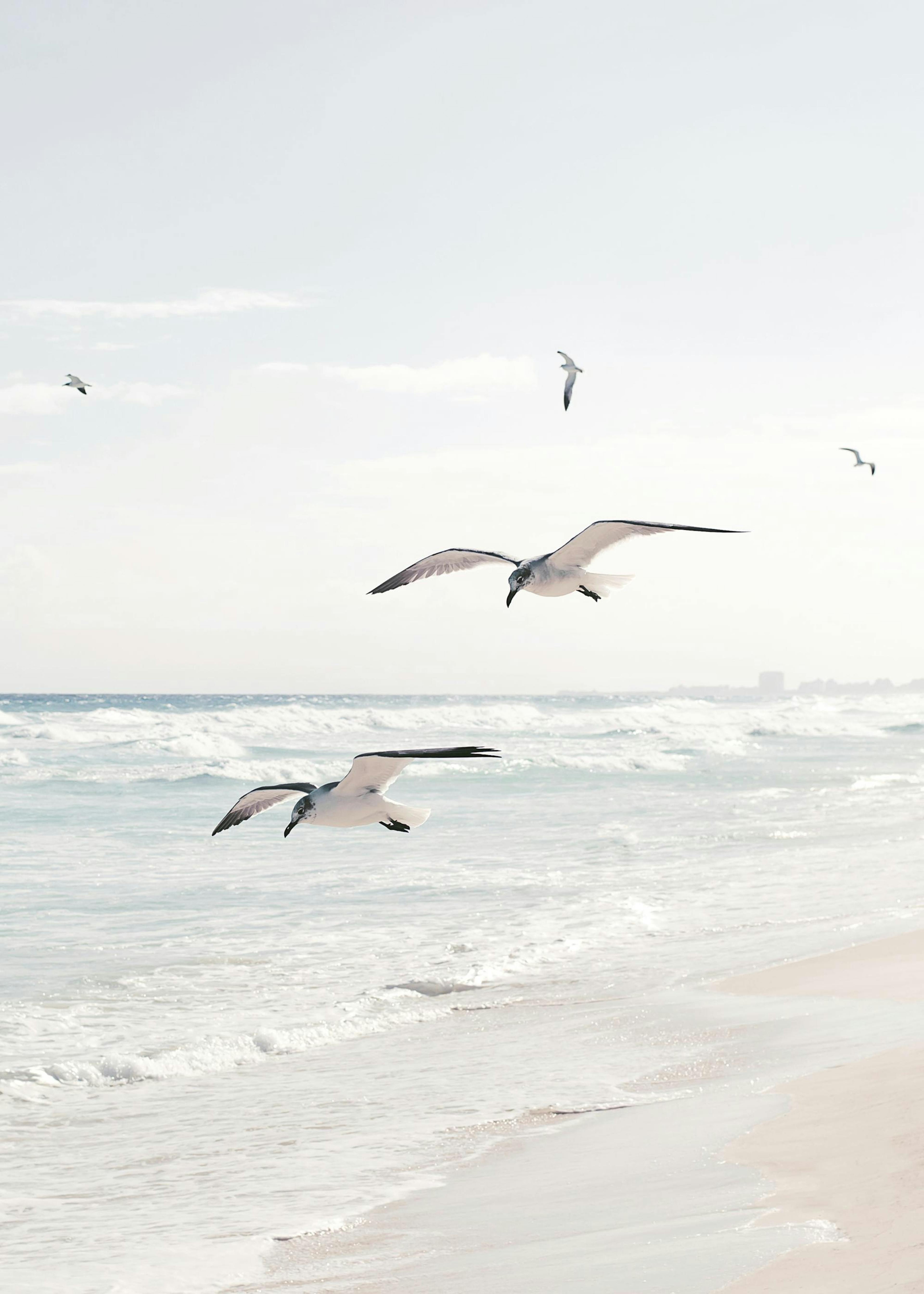 Seagulls over the Ocean Plakat 0