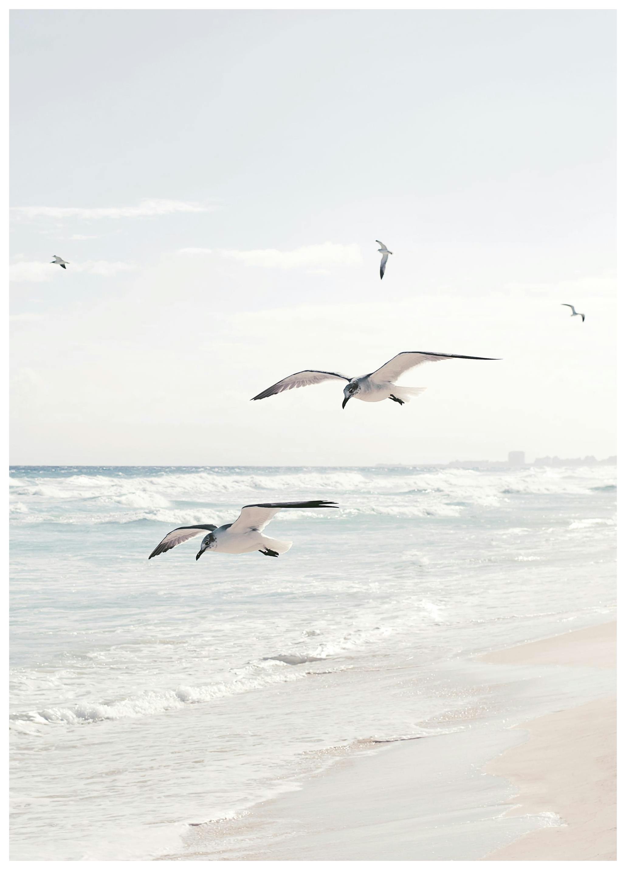 Seagulls over the Ocean Poster (30x40 cm)-Poster