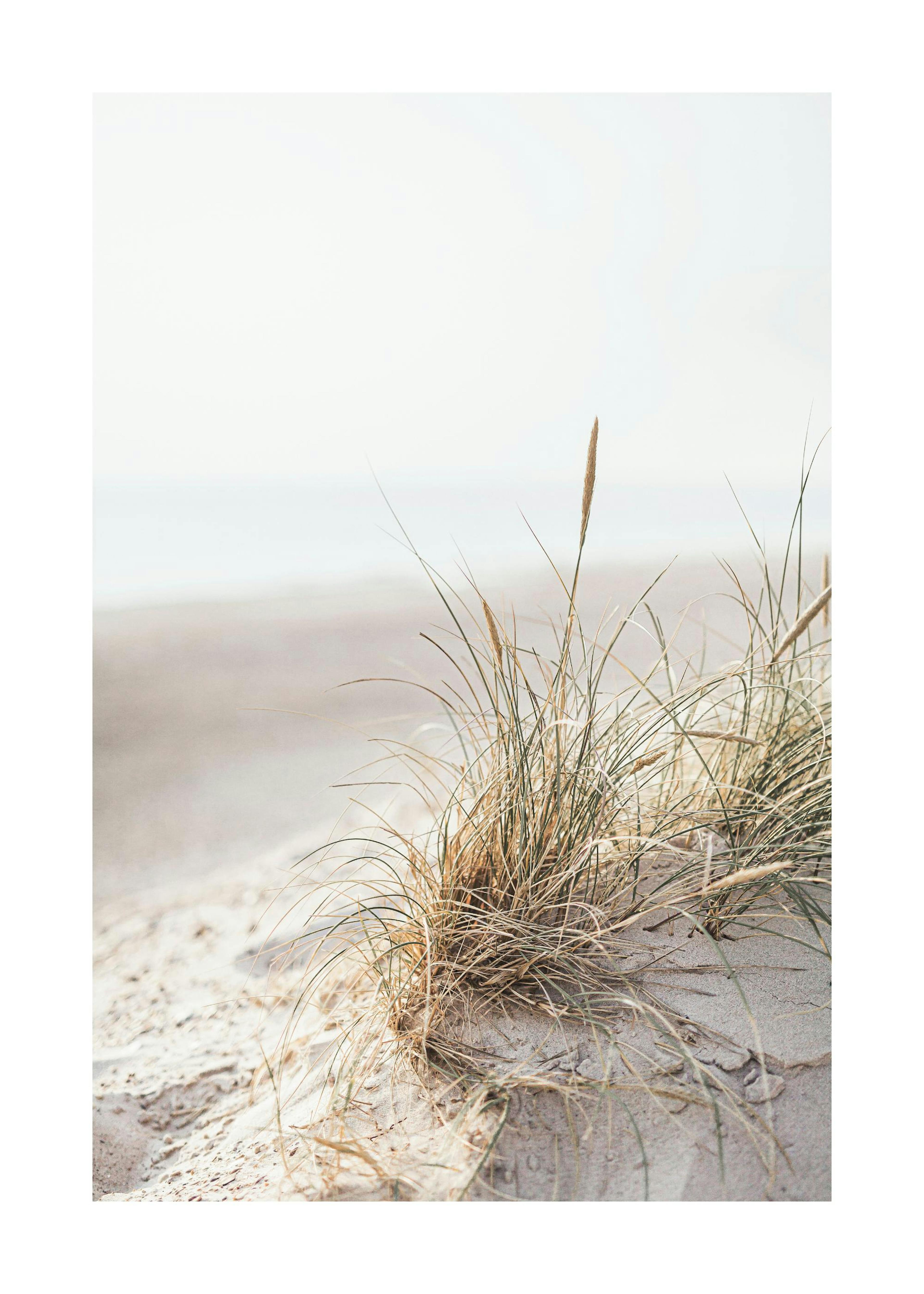 Dune Grass Poster 0