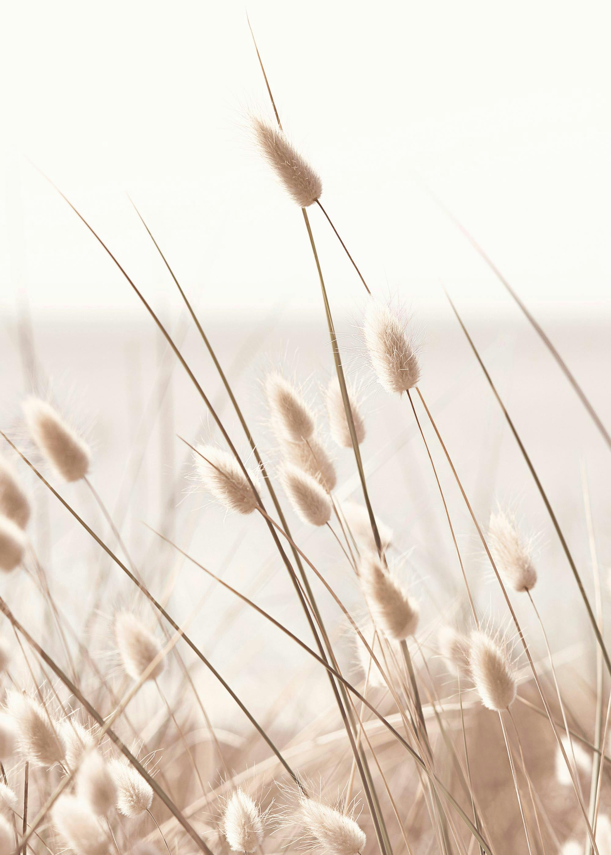 Beige Grass by the Sea Plakat 0