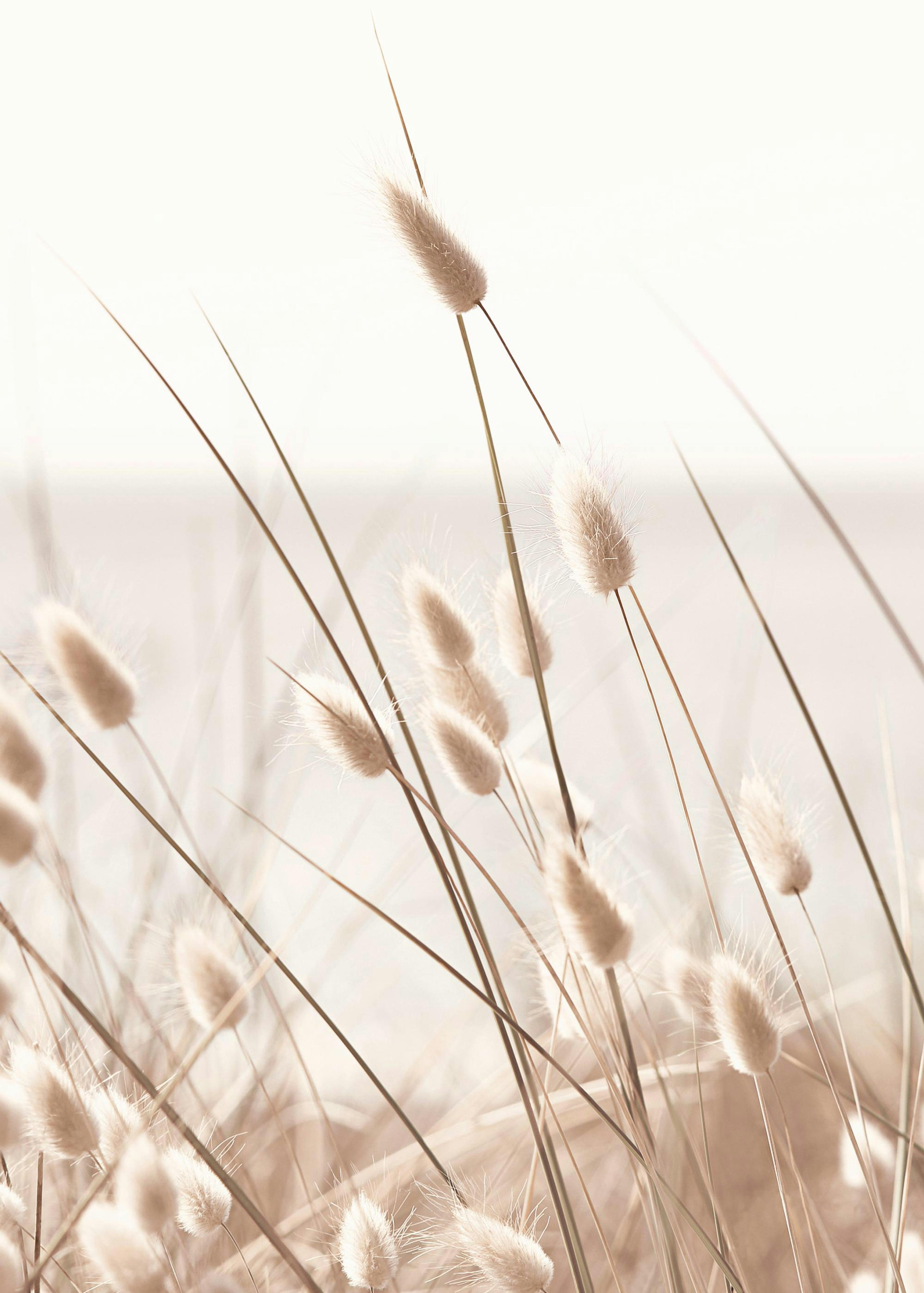 Beige Grass by the Sea Poster 0