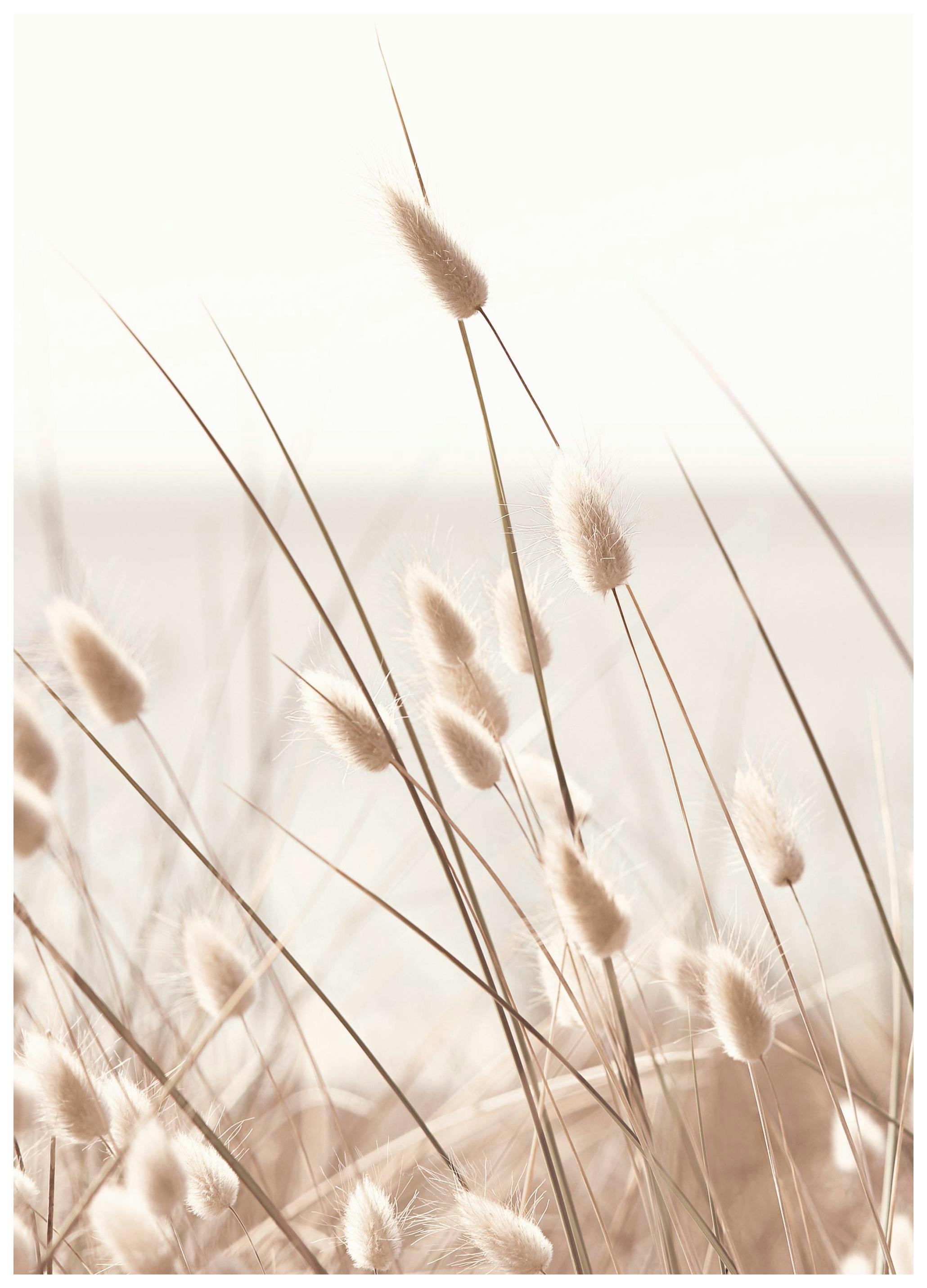 Beige Grass by the Sea Print (21x30 cm)