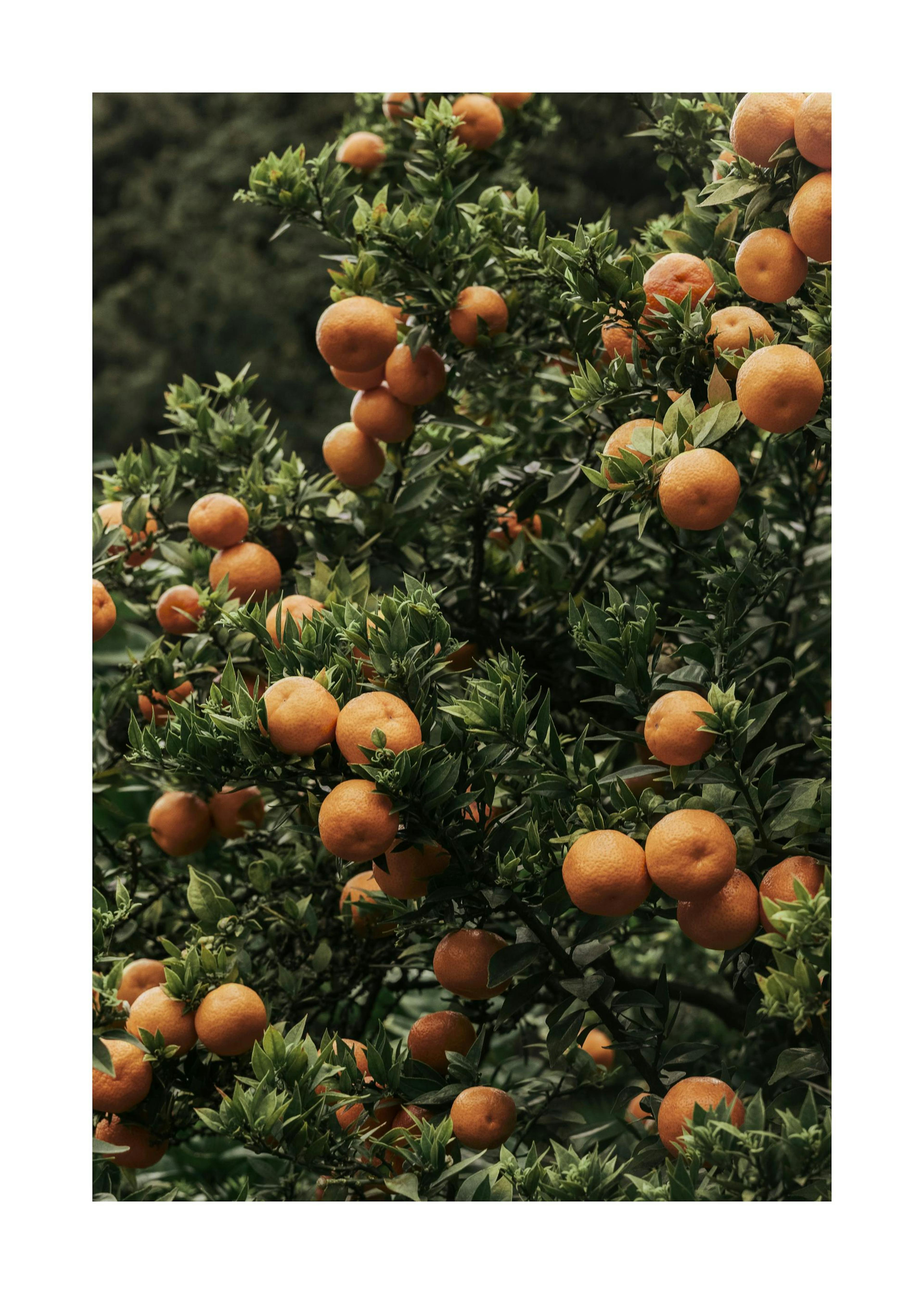 Ripe Oranges Print 0
