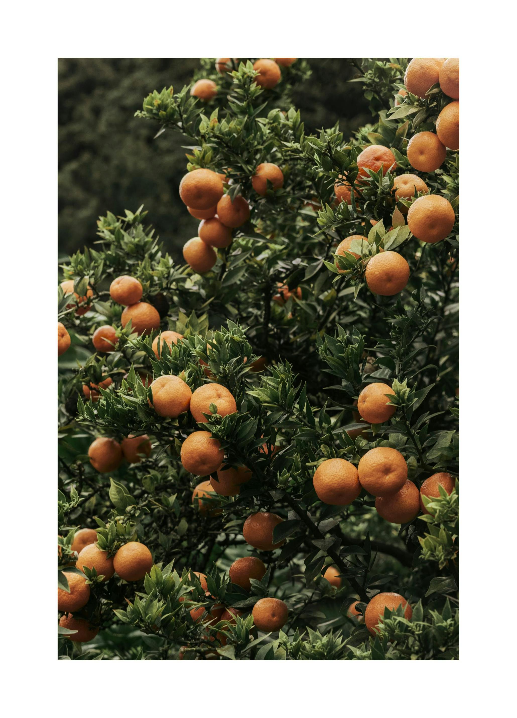 Ripe Oranges Poster (50x70 cm)