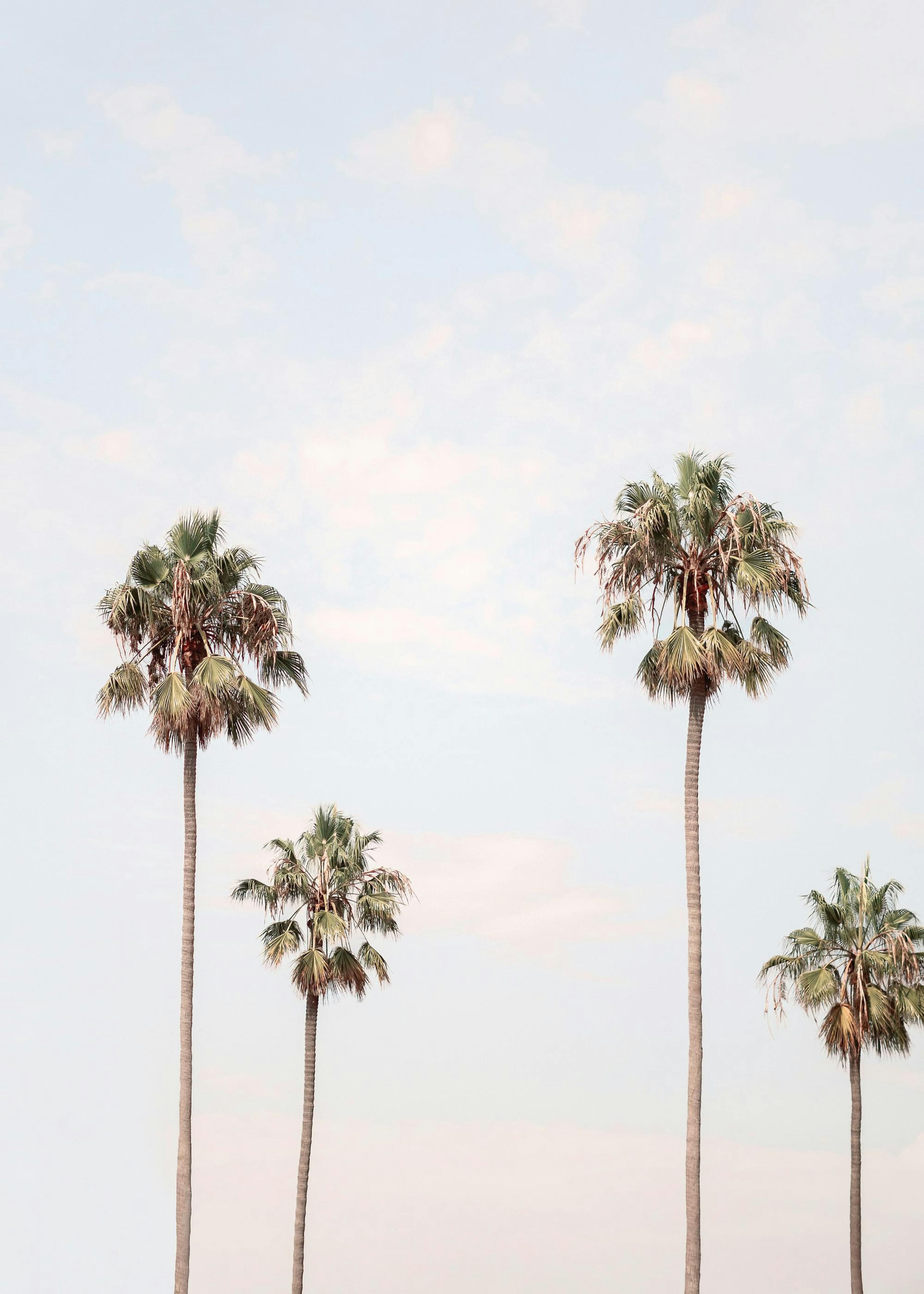 Palm Sky Print 0
