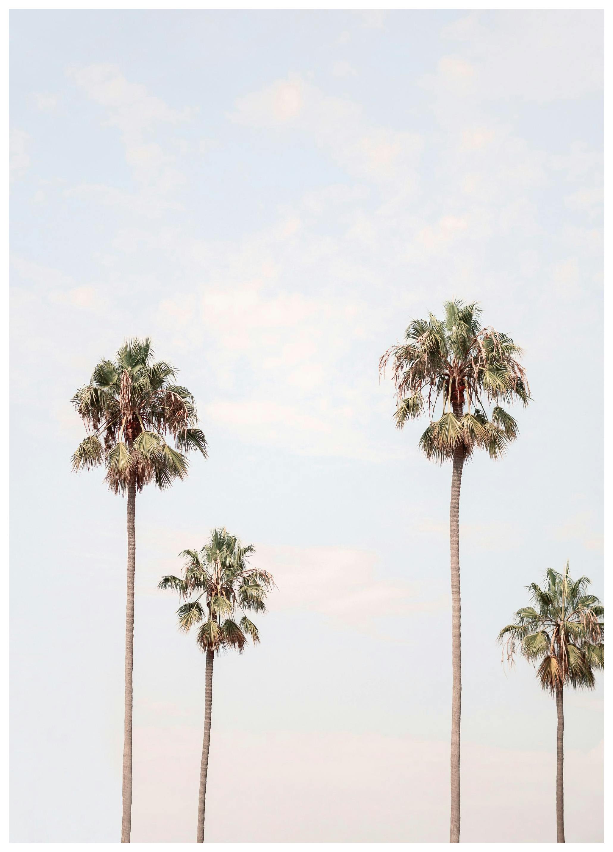 Palm Sky Poster (30x40 cm)-Poster