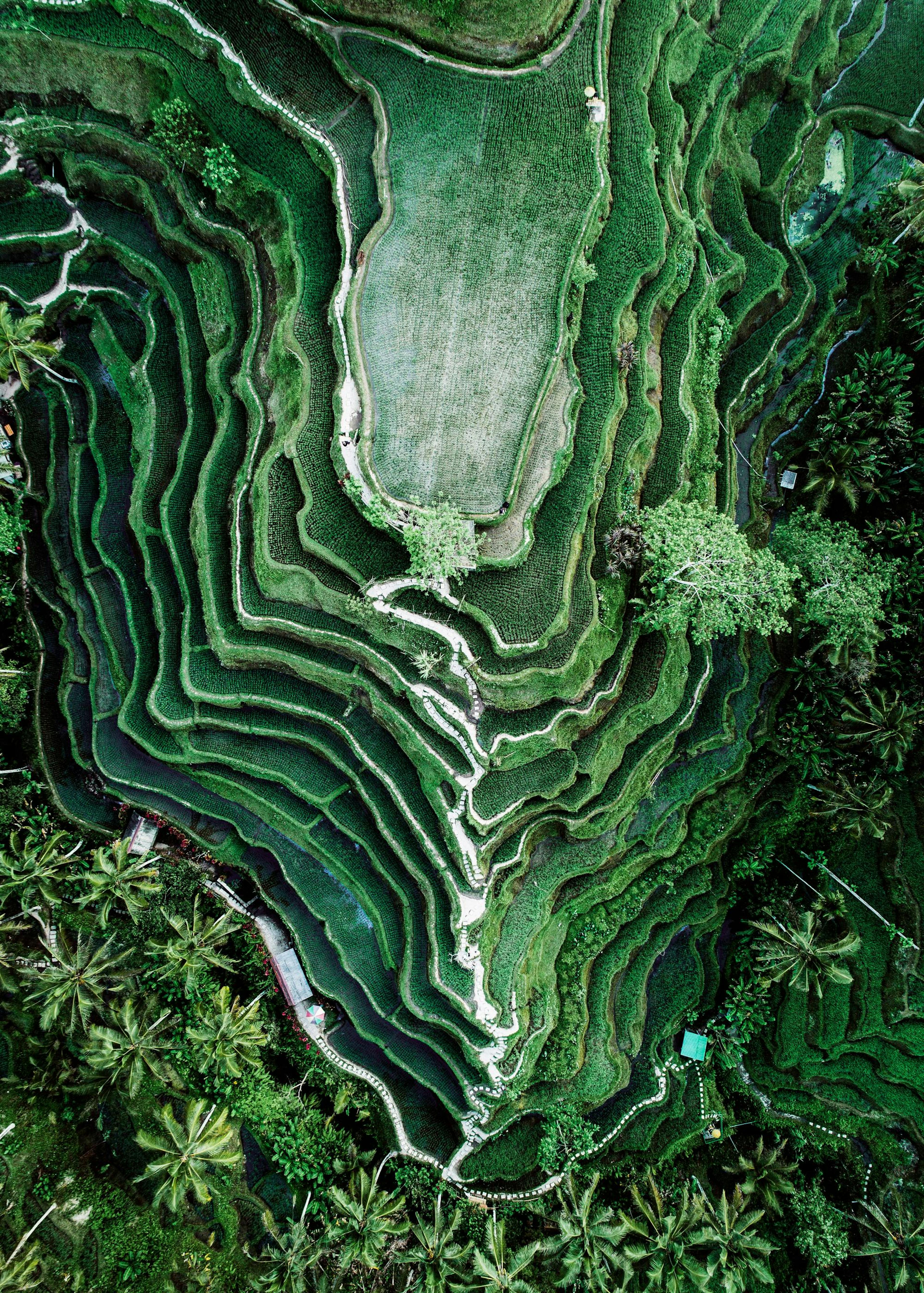 Rice Terraces Print 0