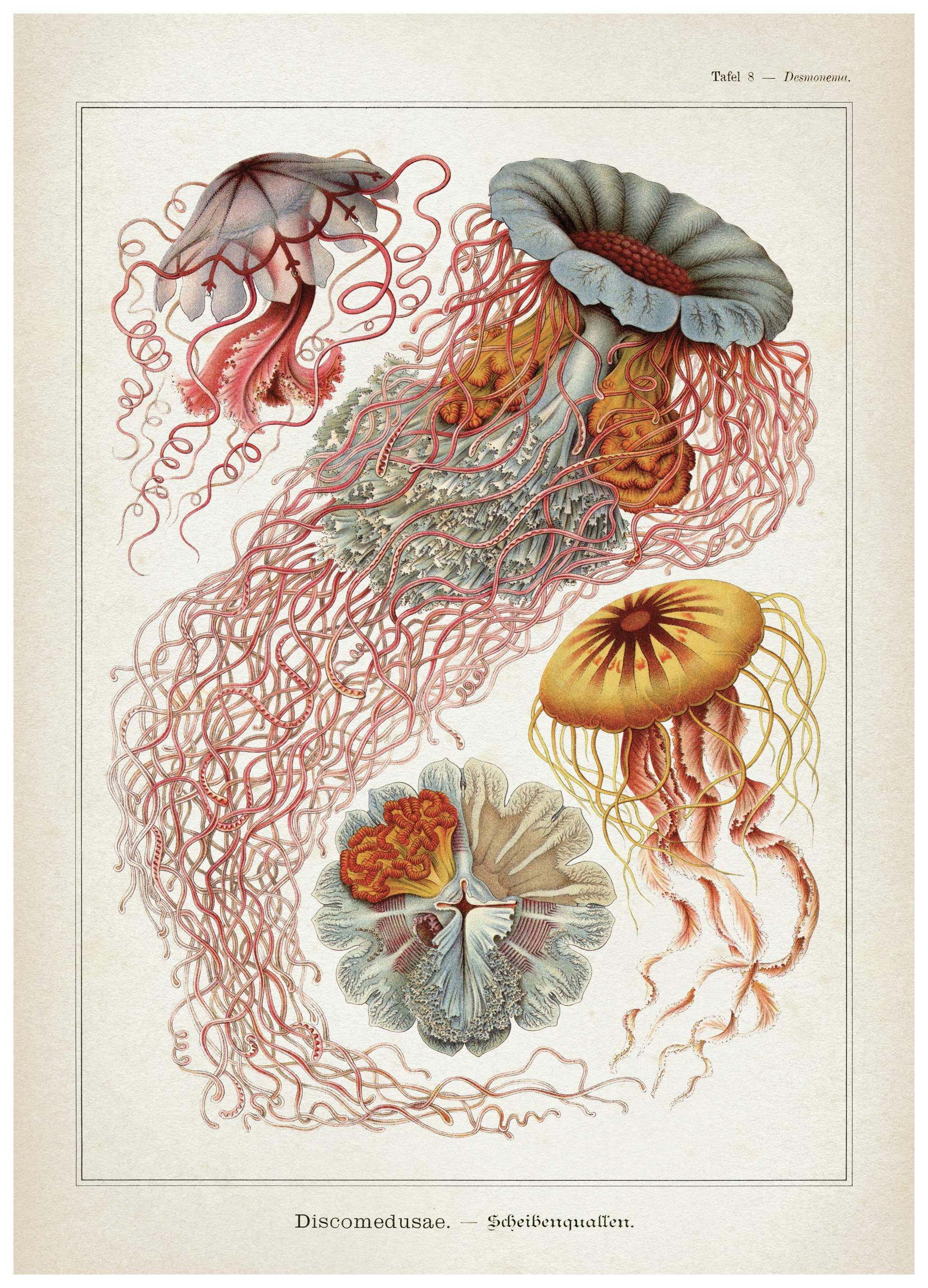 Prints - Vintage Print Collection No1 Print (21x30 cm) - Vintage posters