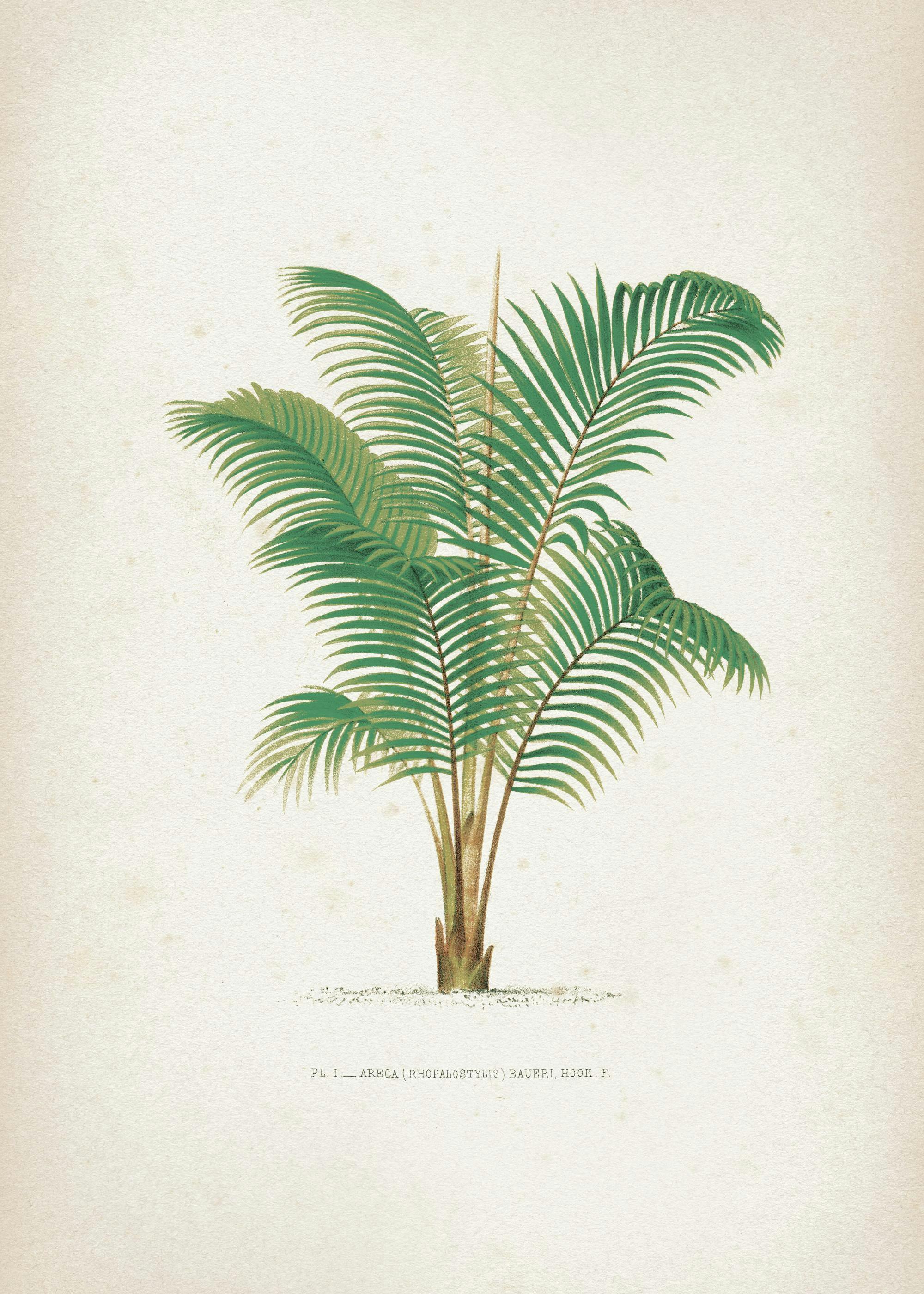 Vintage Print Collection No4 Print 0