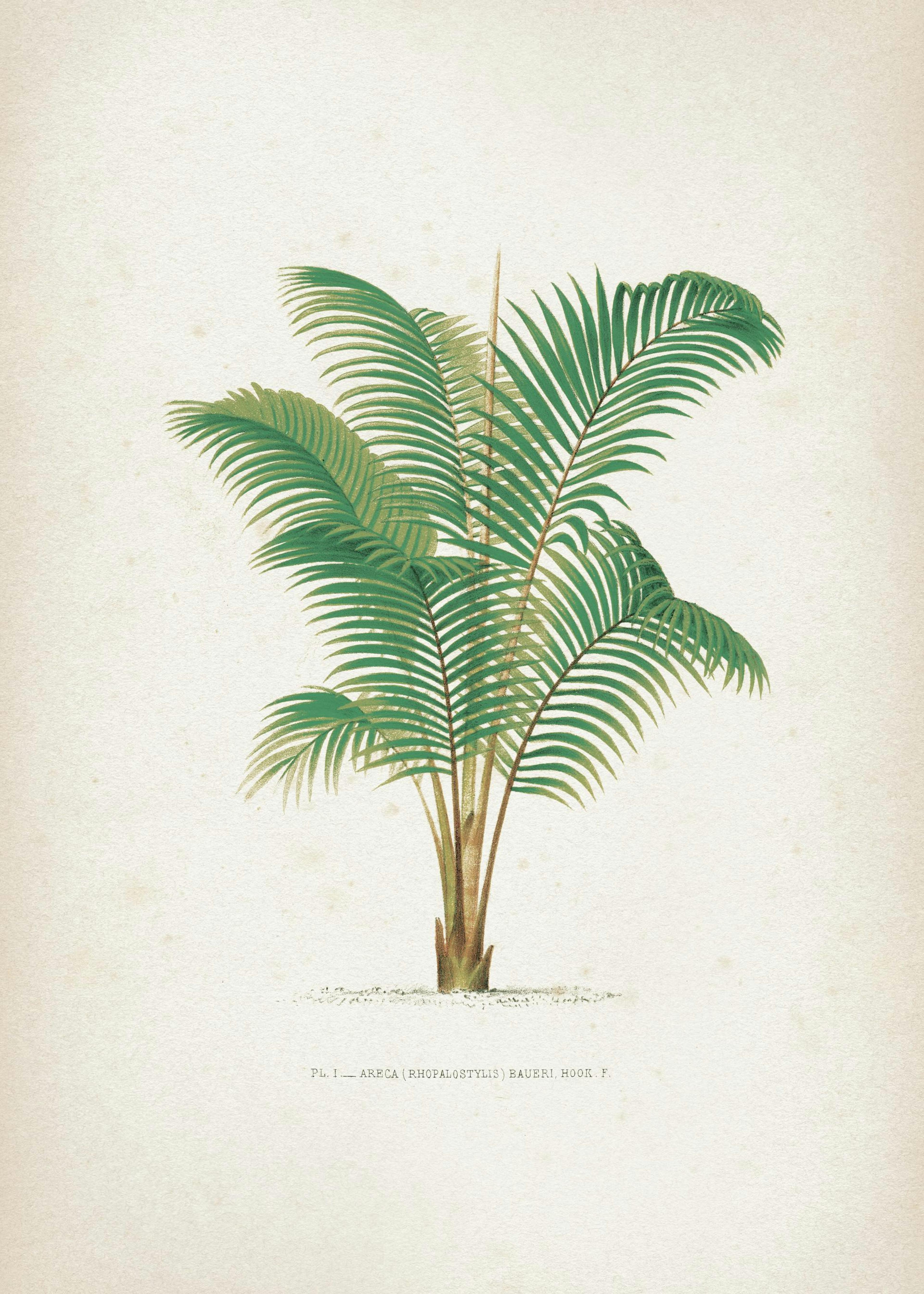 Vintage Print Collection No4 Print 0