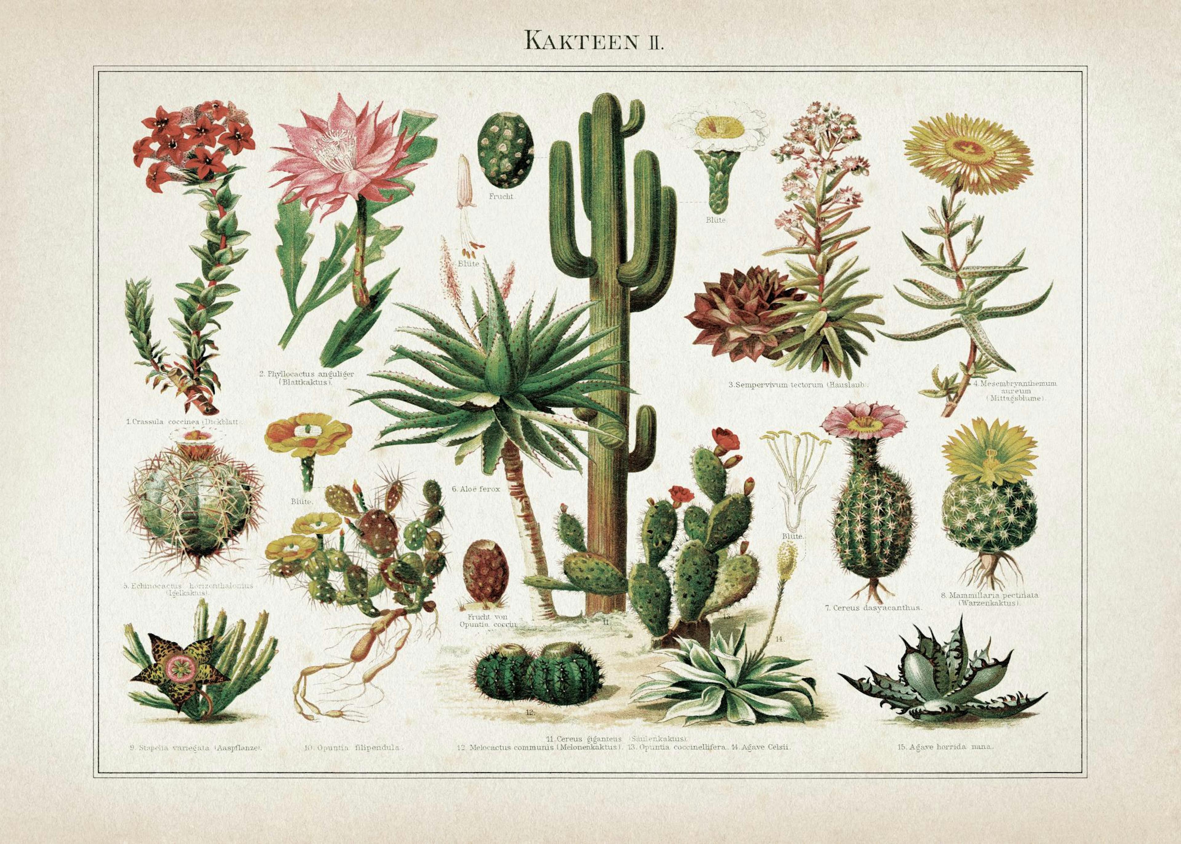 Vintage Print Collection No6 Plagát 0