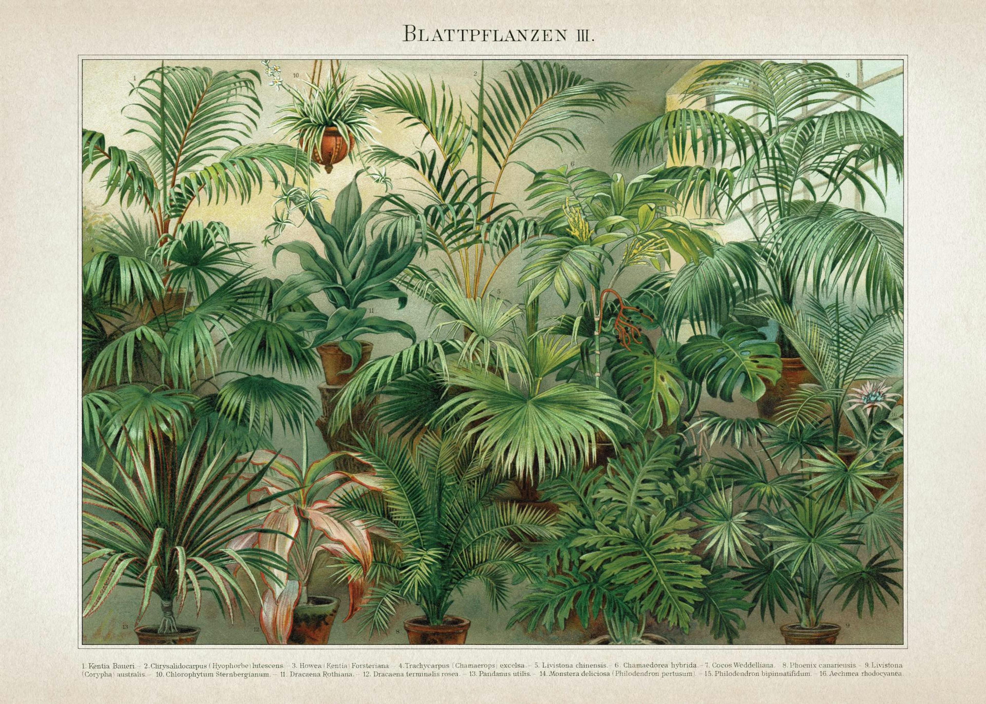 Vintage Print Collection No8 Poster 0
