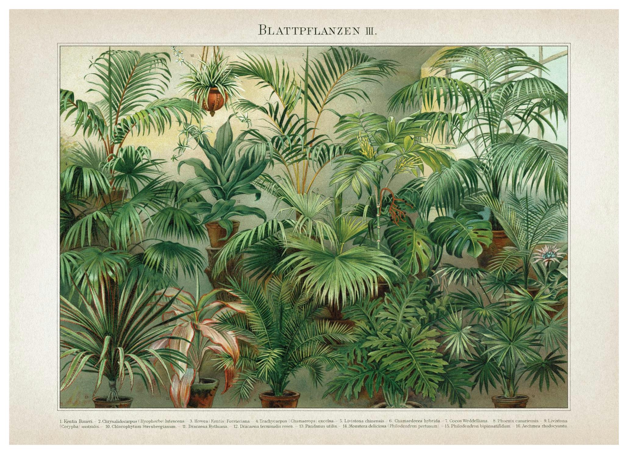 Prints - Vintage Print Collection No8 Print (50x70 cm) - Vintage posters