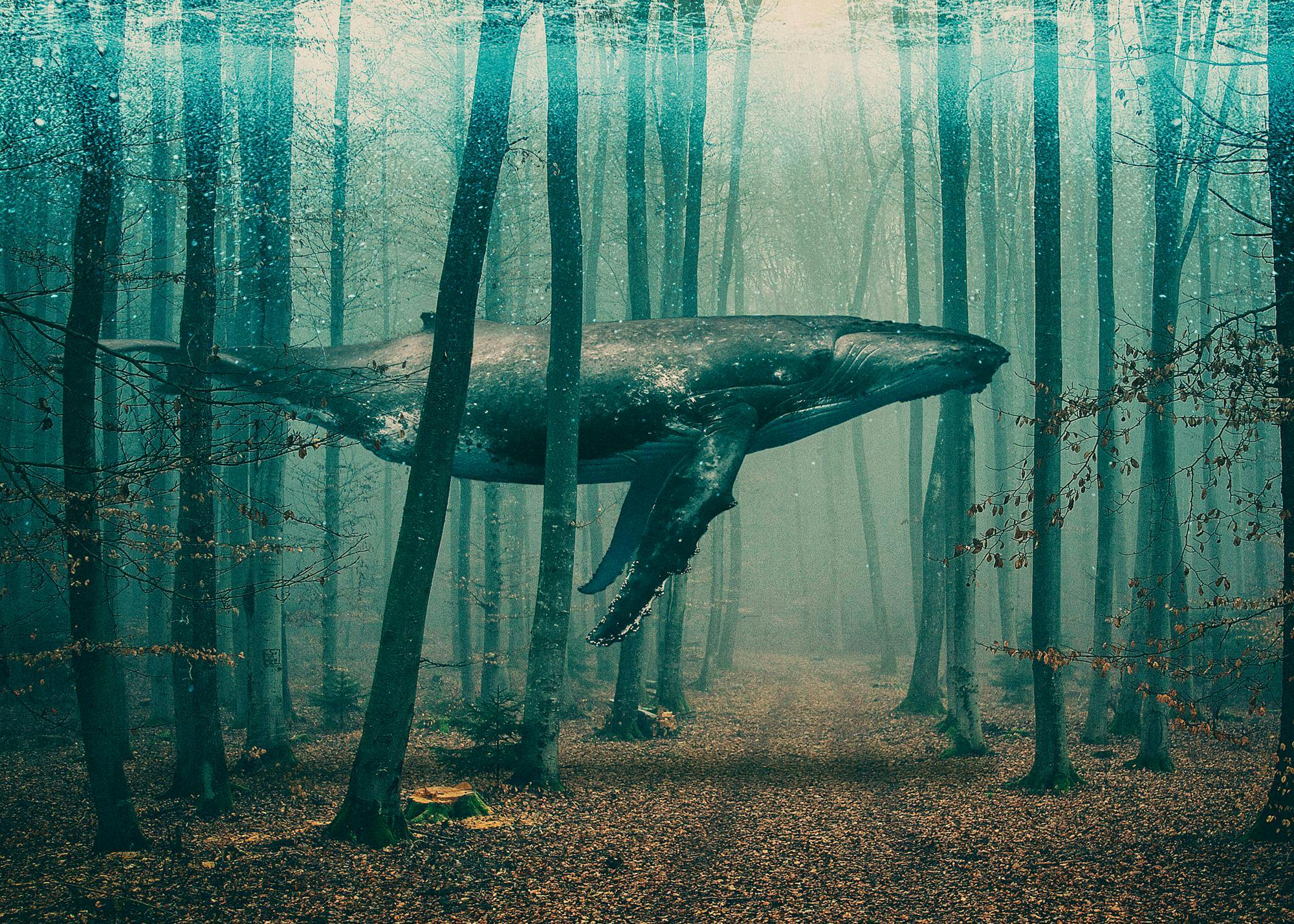Whale in Forest Poster 0