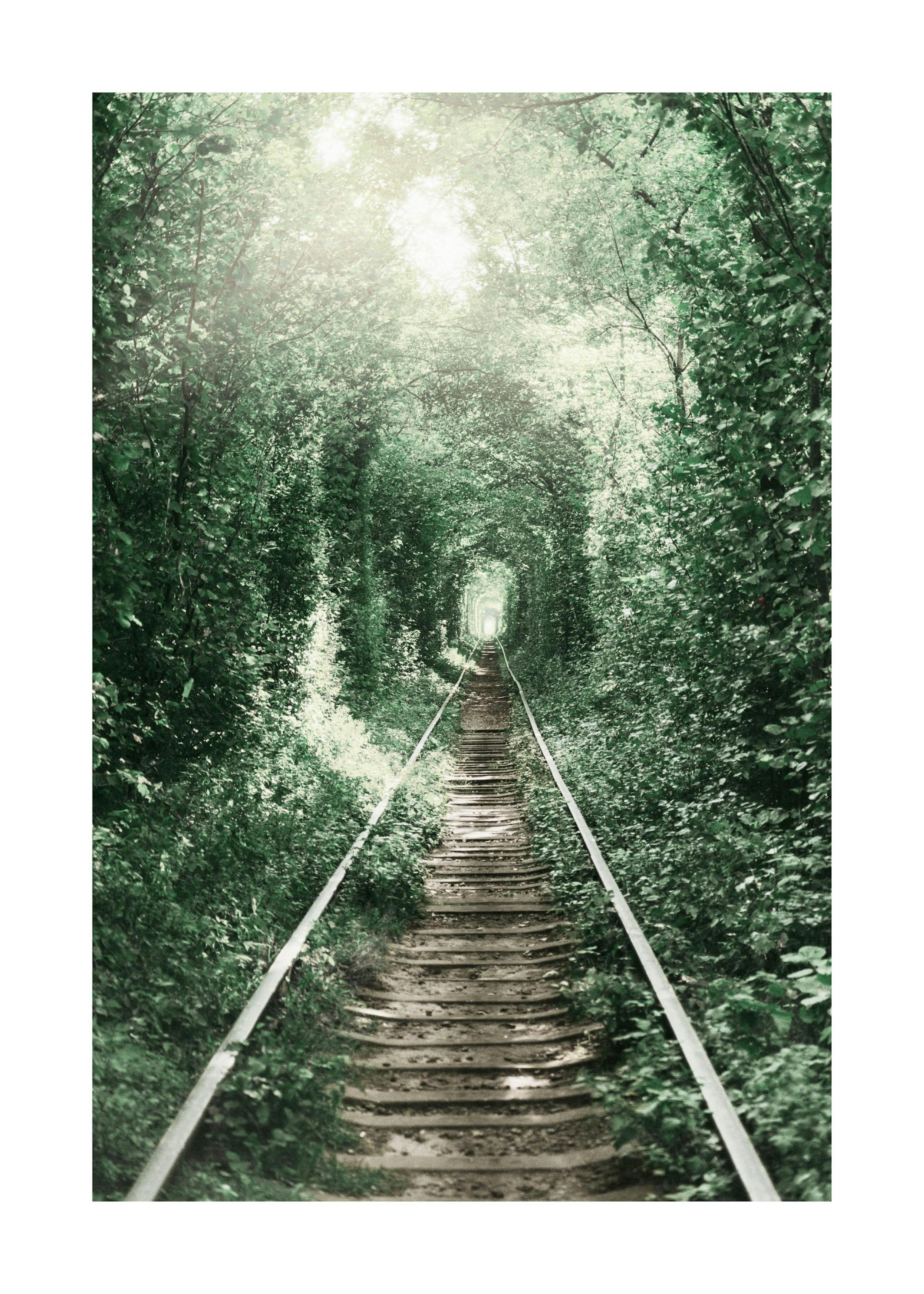 Forest Tunnel Print 0