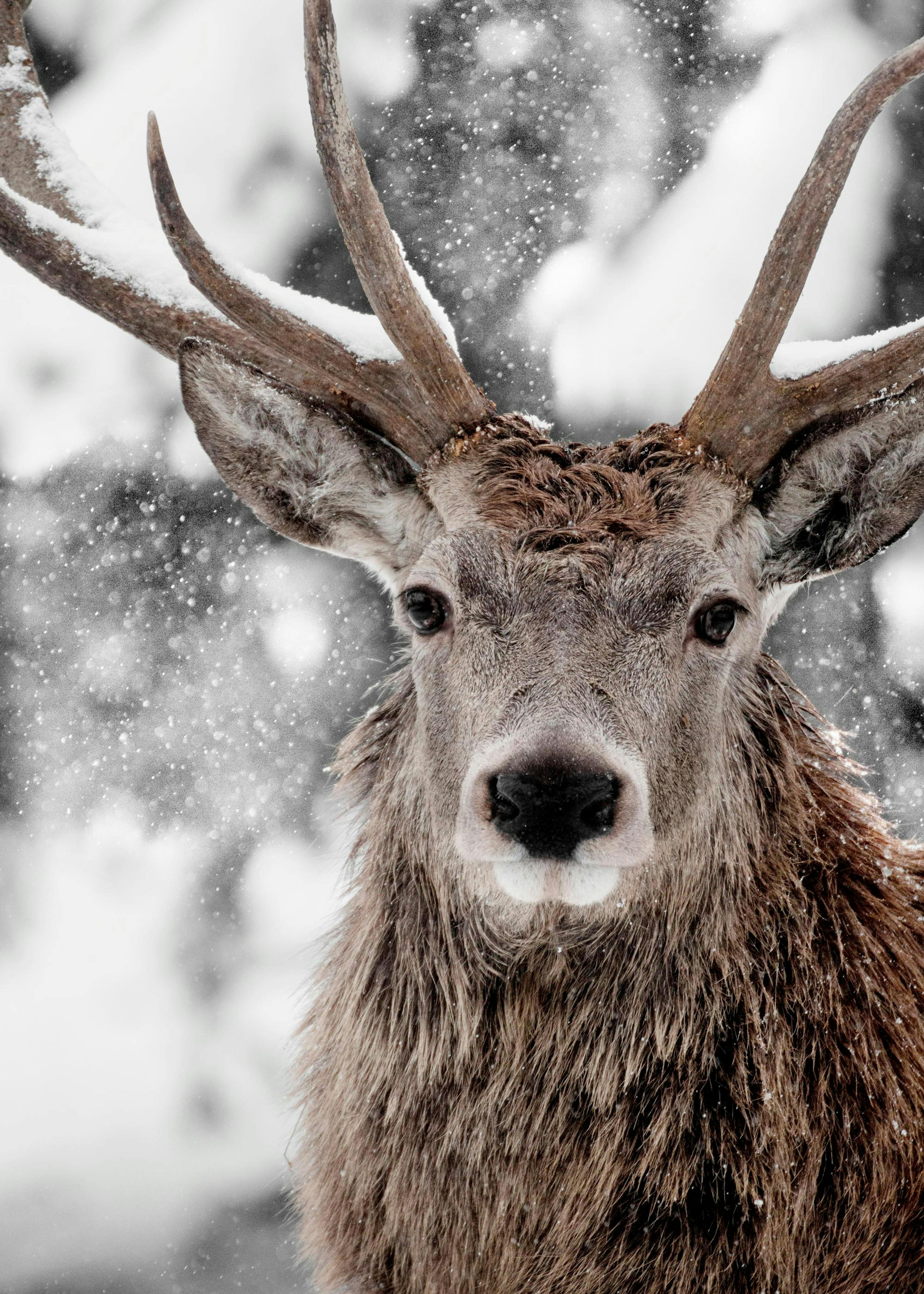 Winter Stag Affiche 0