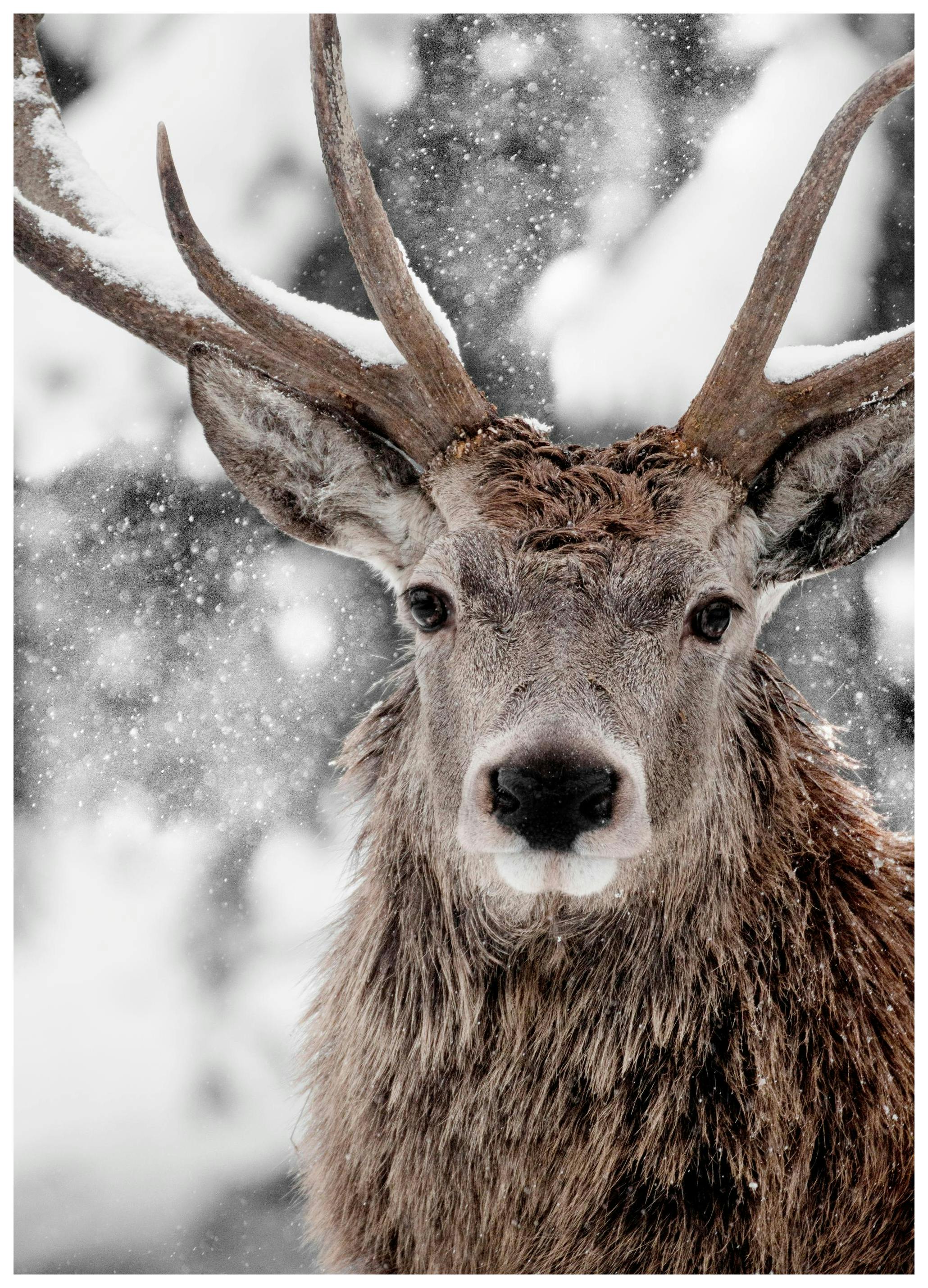 Winter Stag Plakat (50x70 cm)- Fotografia
