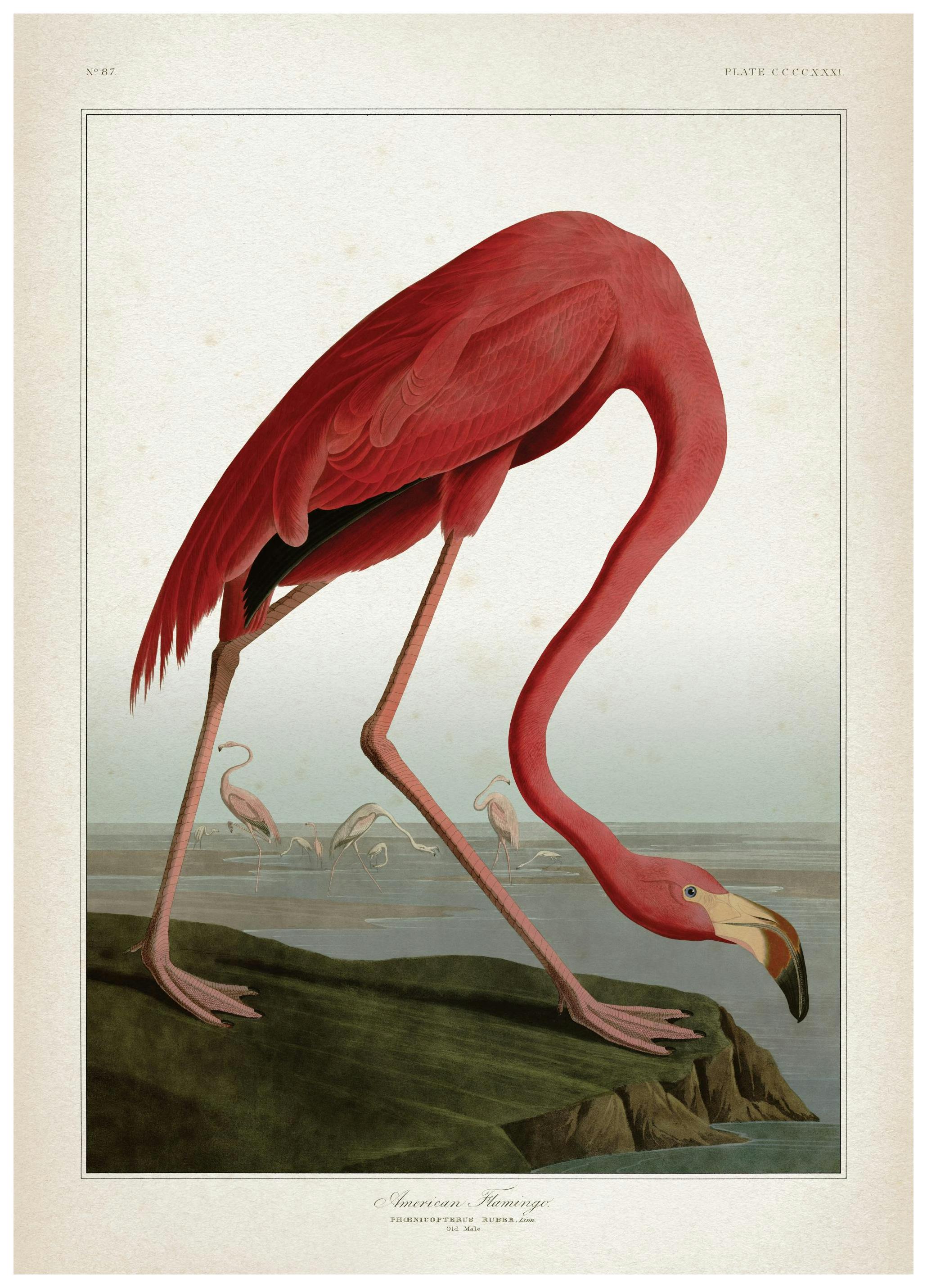 Prints - American Flamingo Print (50x70 cm) - Vintage posters