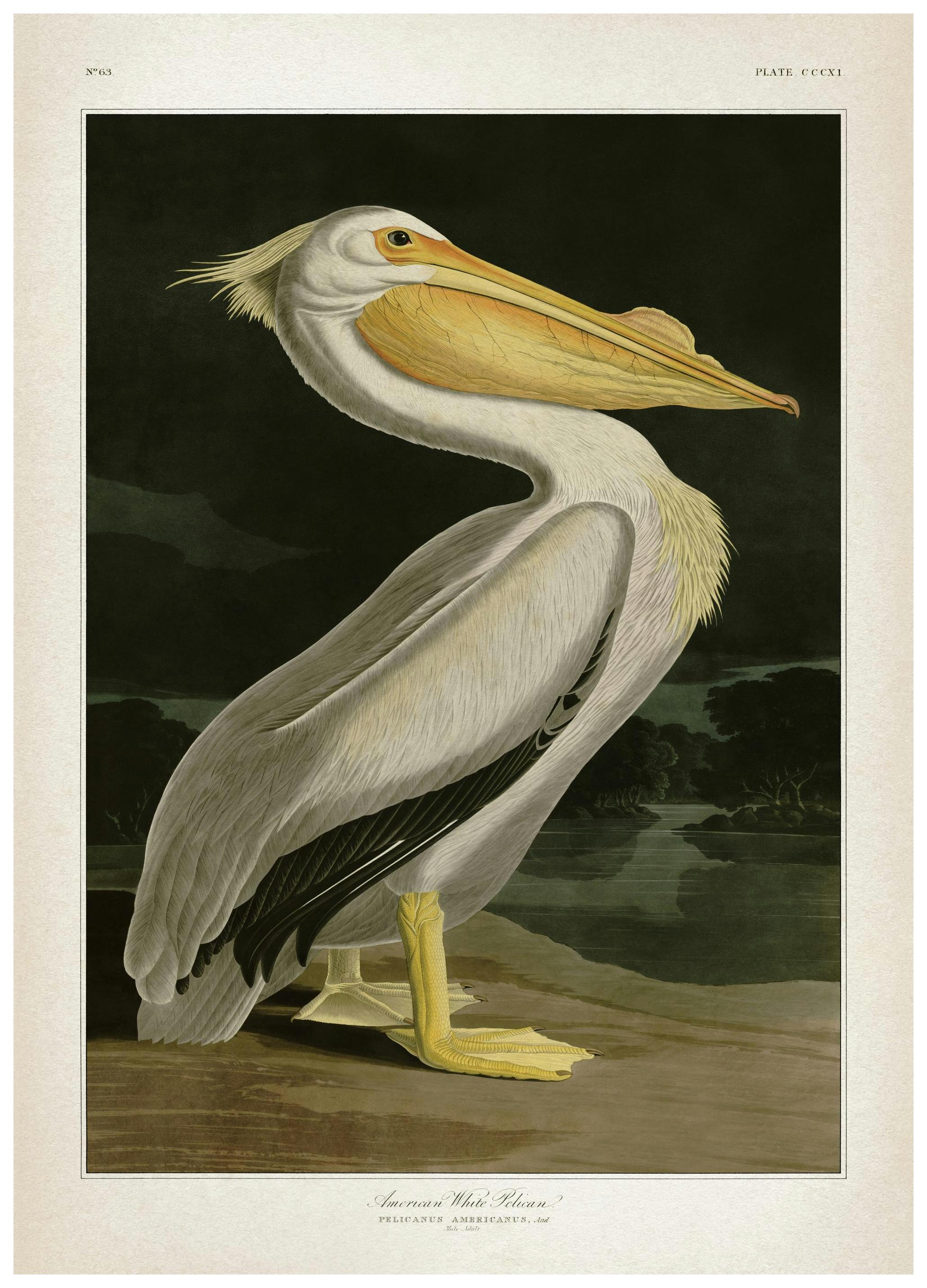 American White Pelican Affiche (50x70 cm)  Affiches vintage