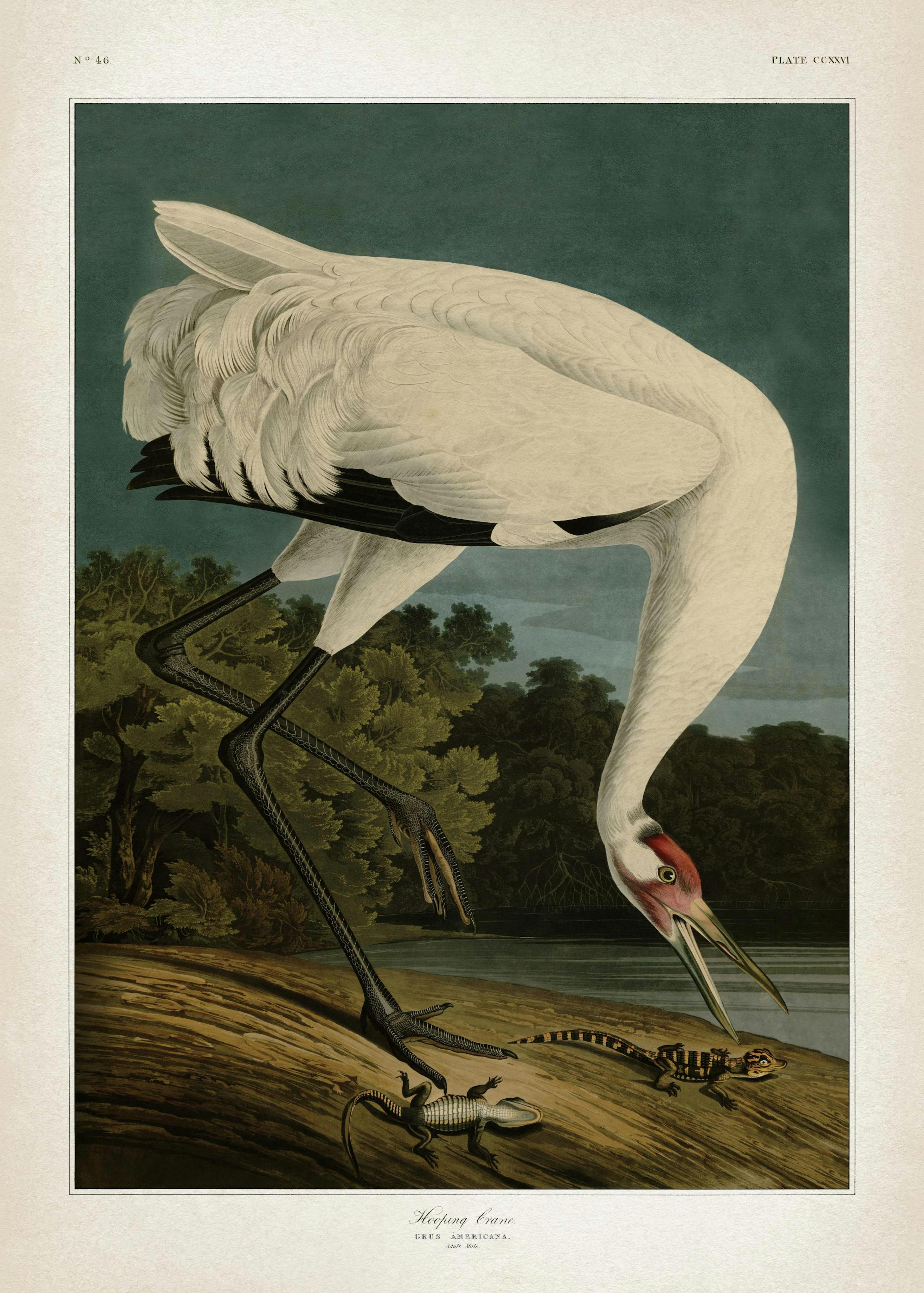Whooping Crane Print 0