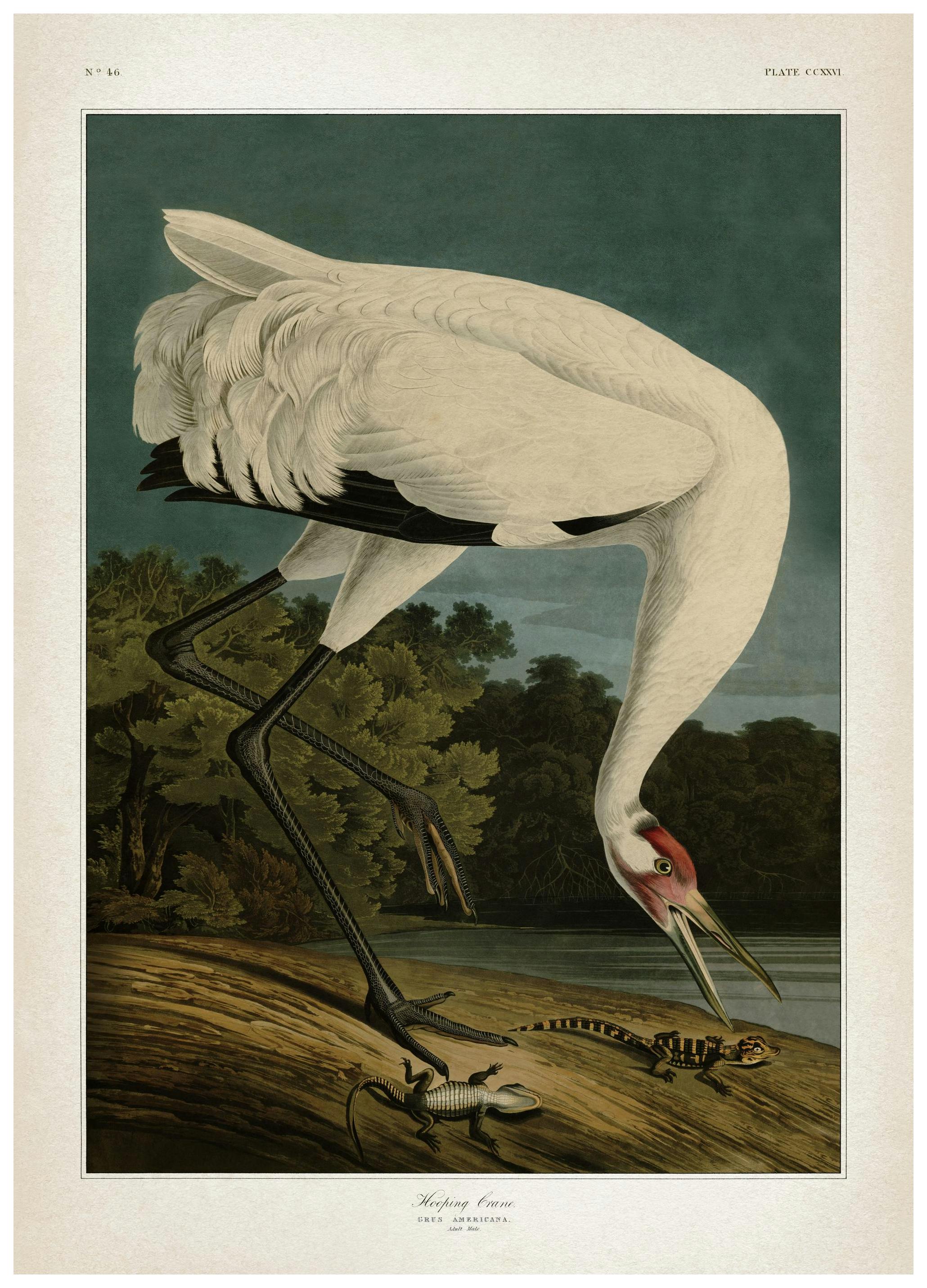 Whooping Crane Affiche (50x70 cm)  Affiches vintage