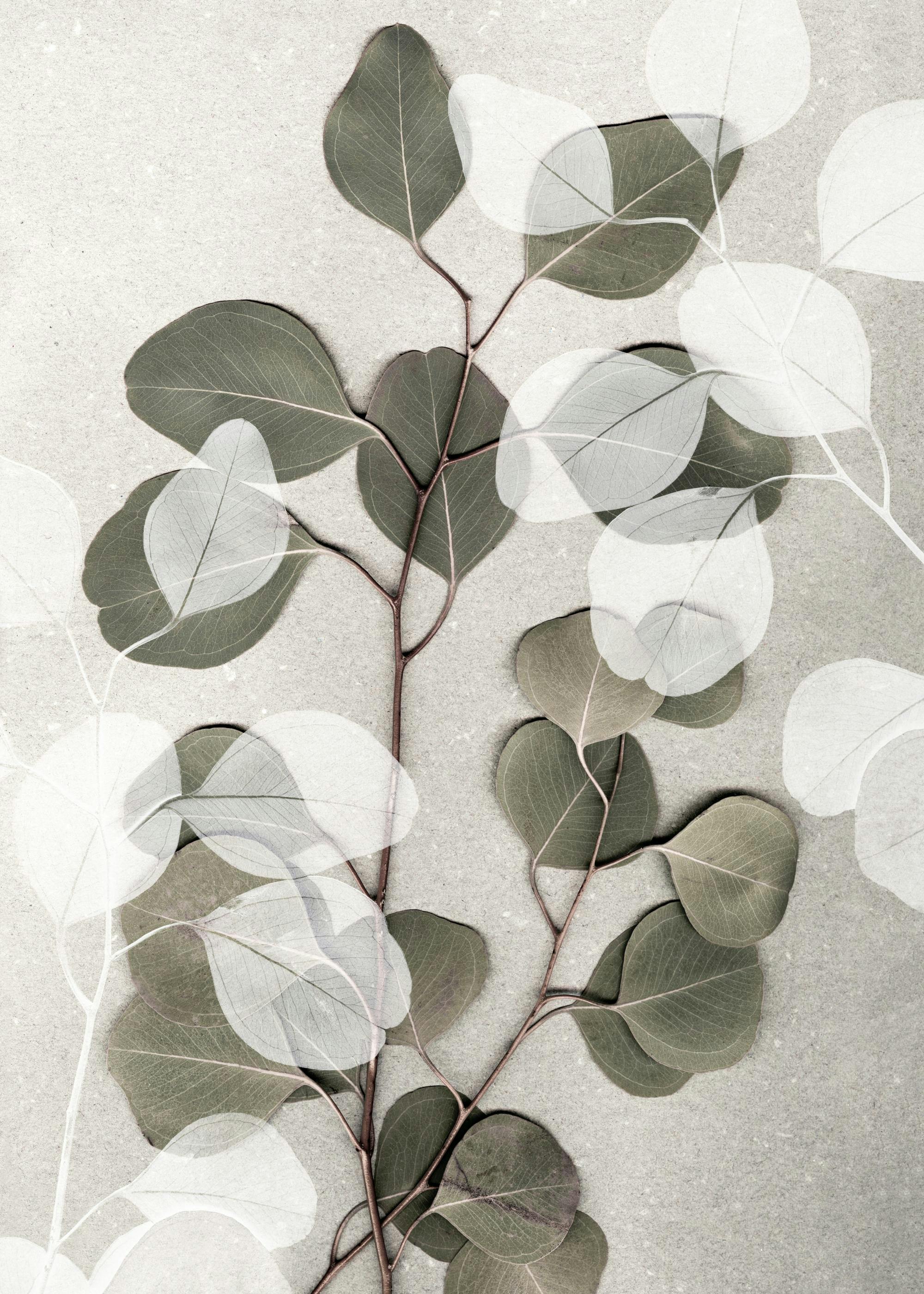 Eucalyptus Art No1 Print 0