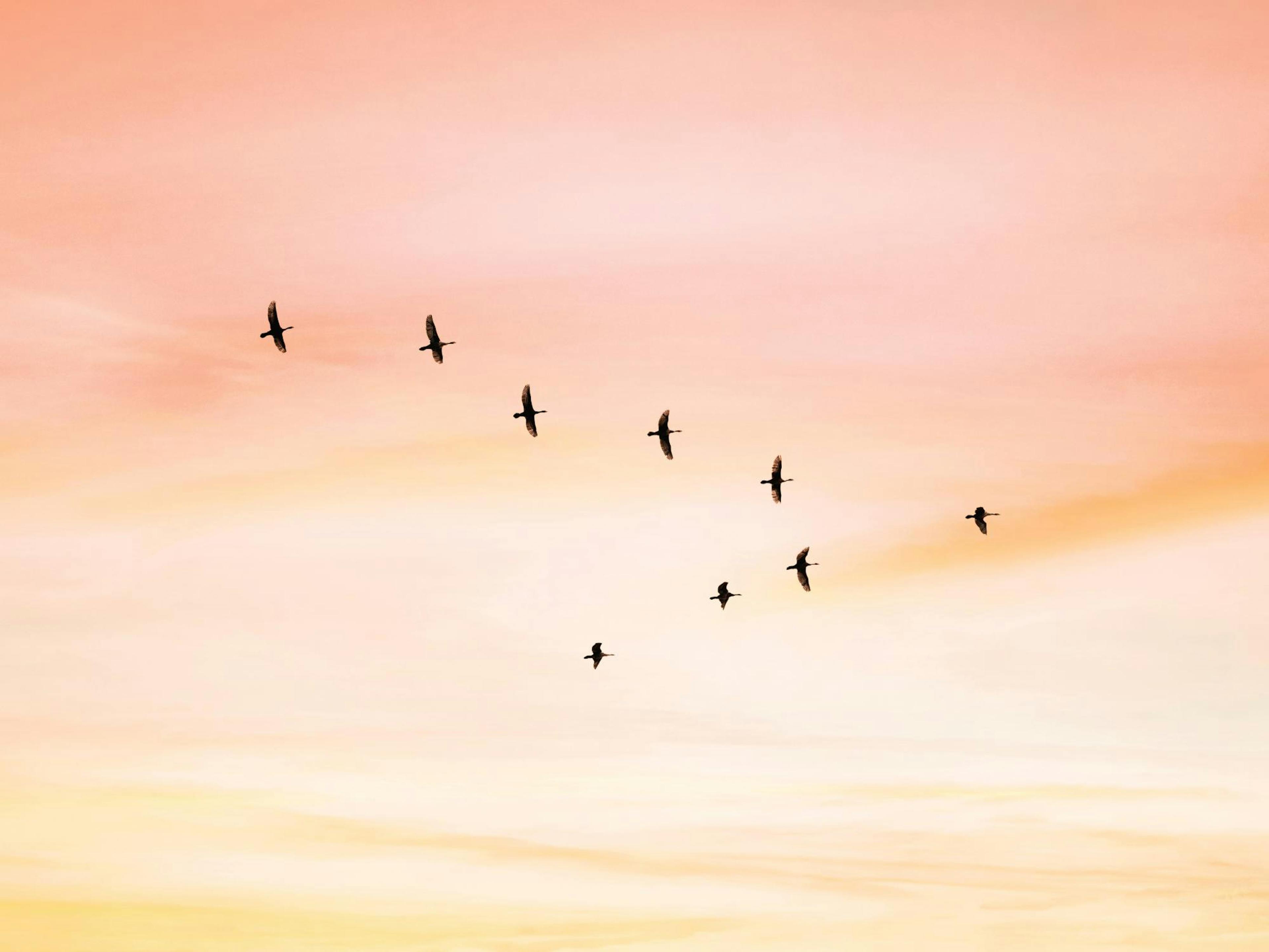 Sunset Birds Print