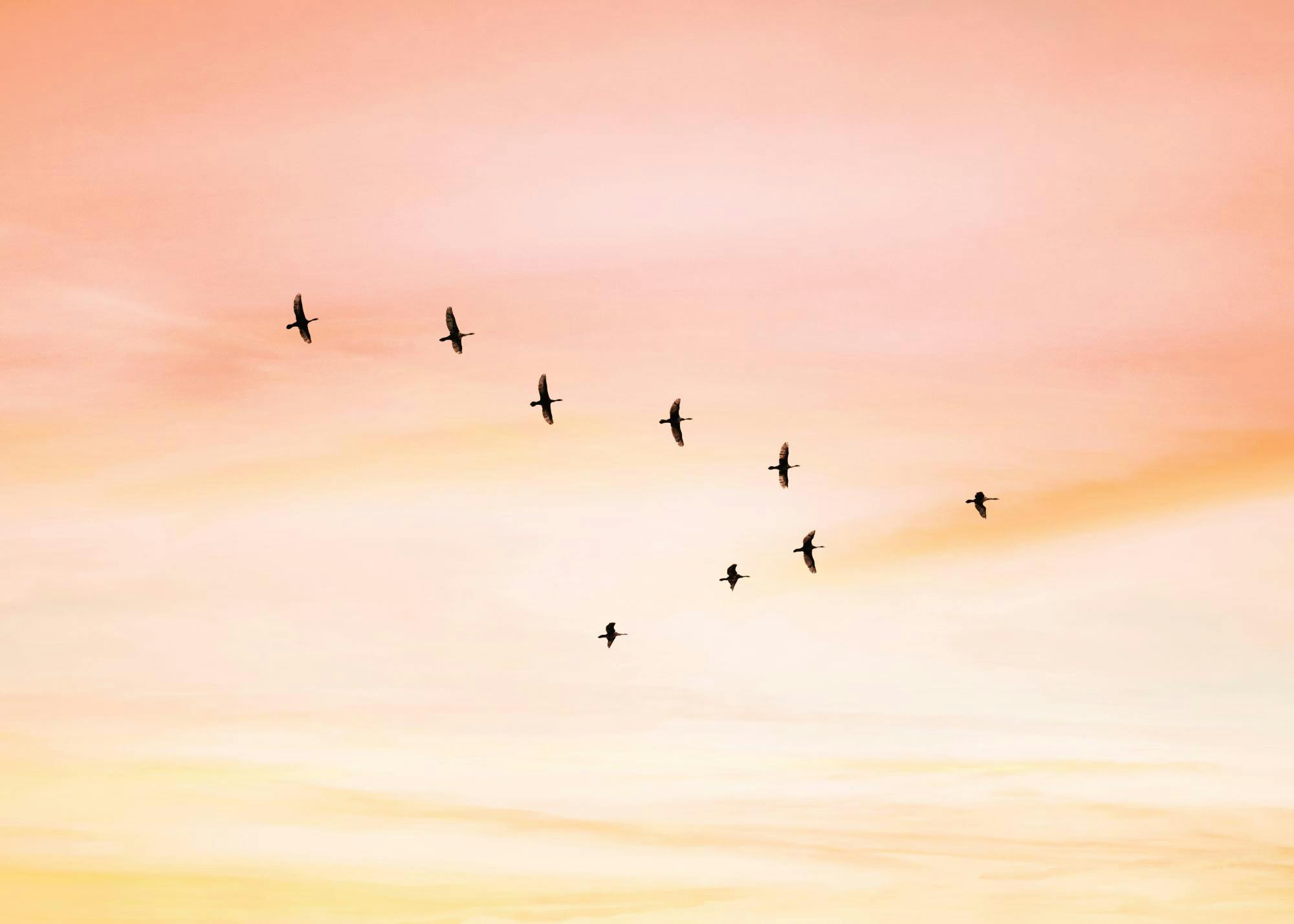 Sunset Birds Print 0