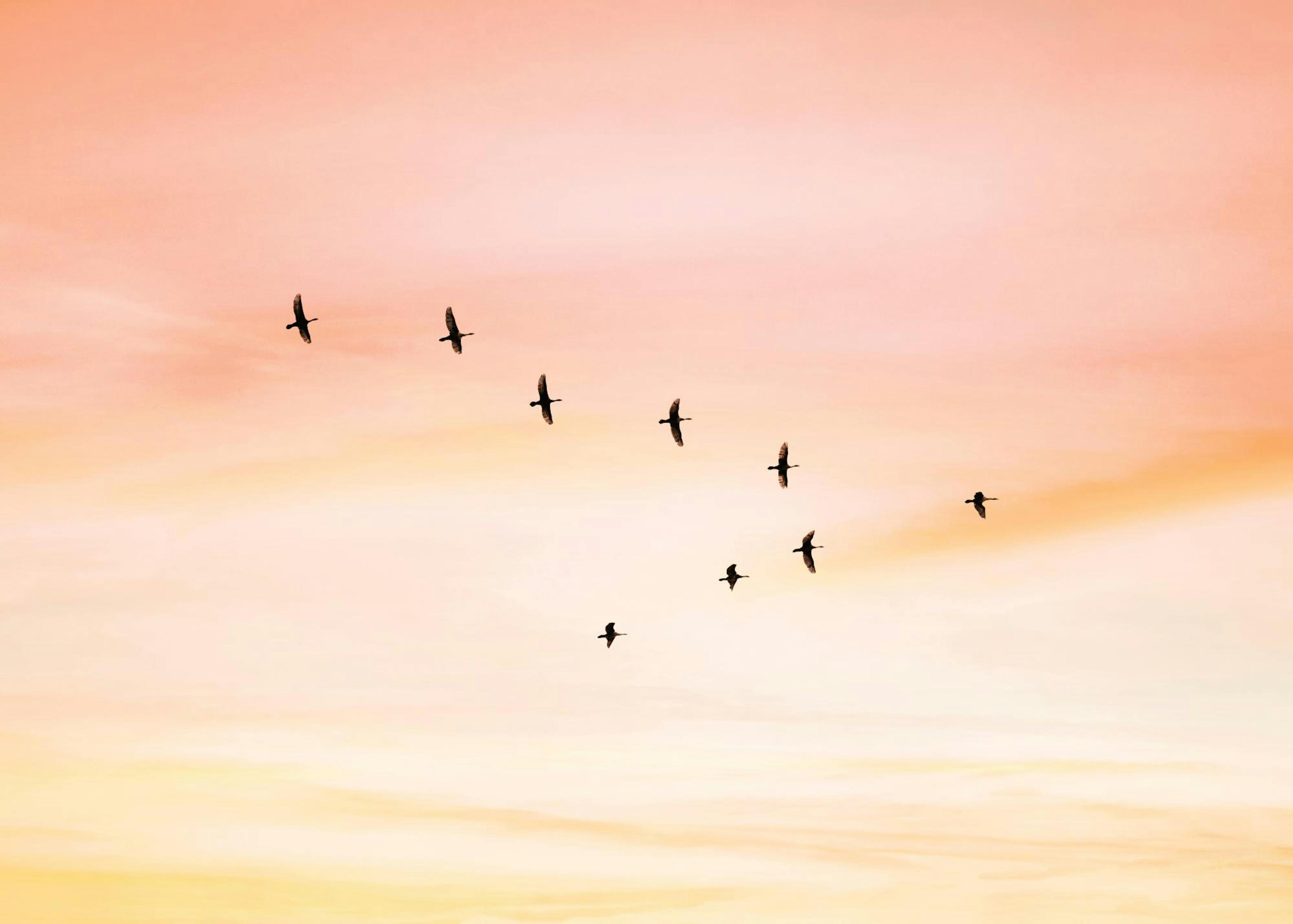 Sunset Birds Poster 0