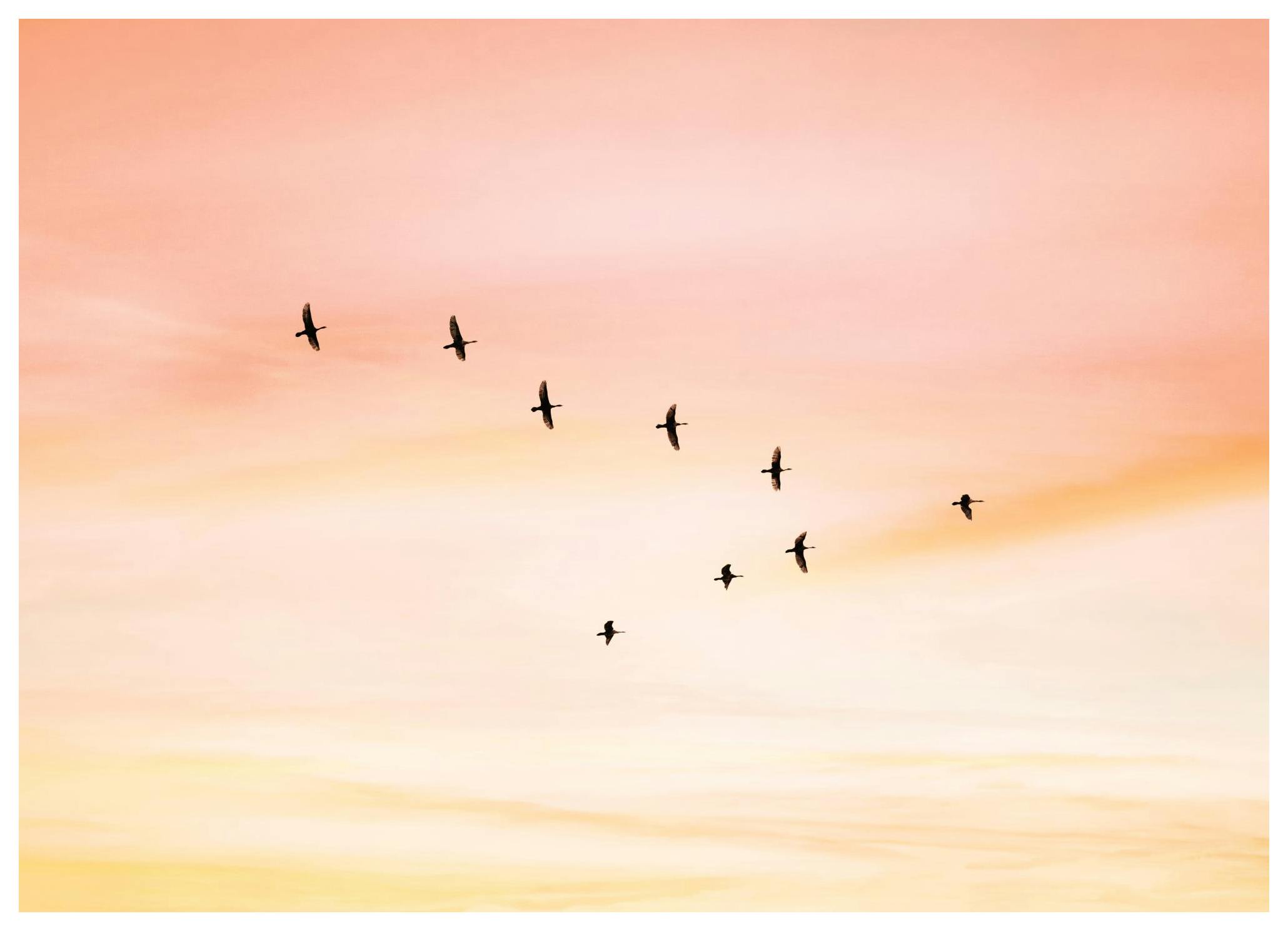 Sunset Birds Poster (50x70 cm)-Poster
